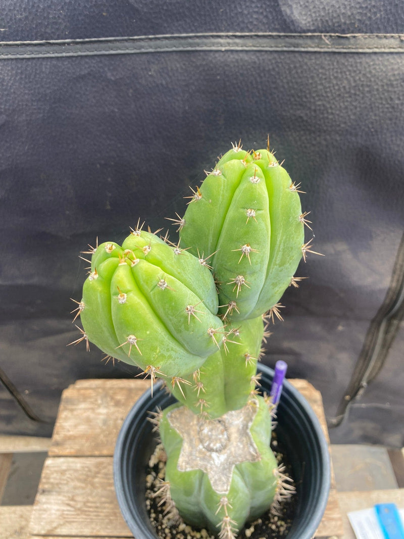 #EC343 EXACT Trichocereus SS0102 X Pachanoi Lima 3 Cactus 12.5"