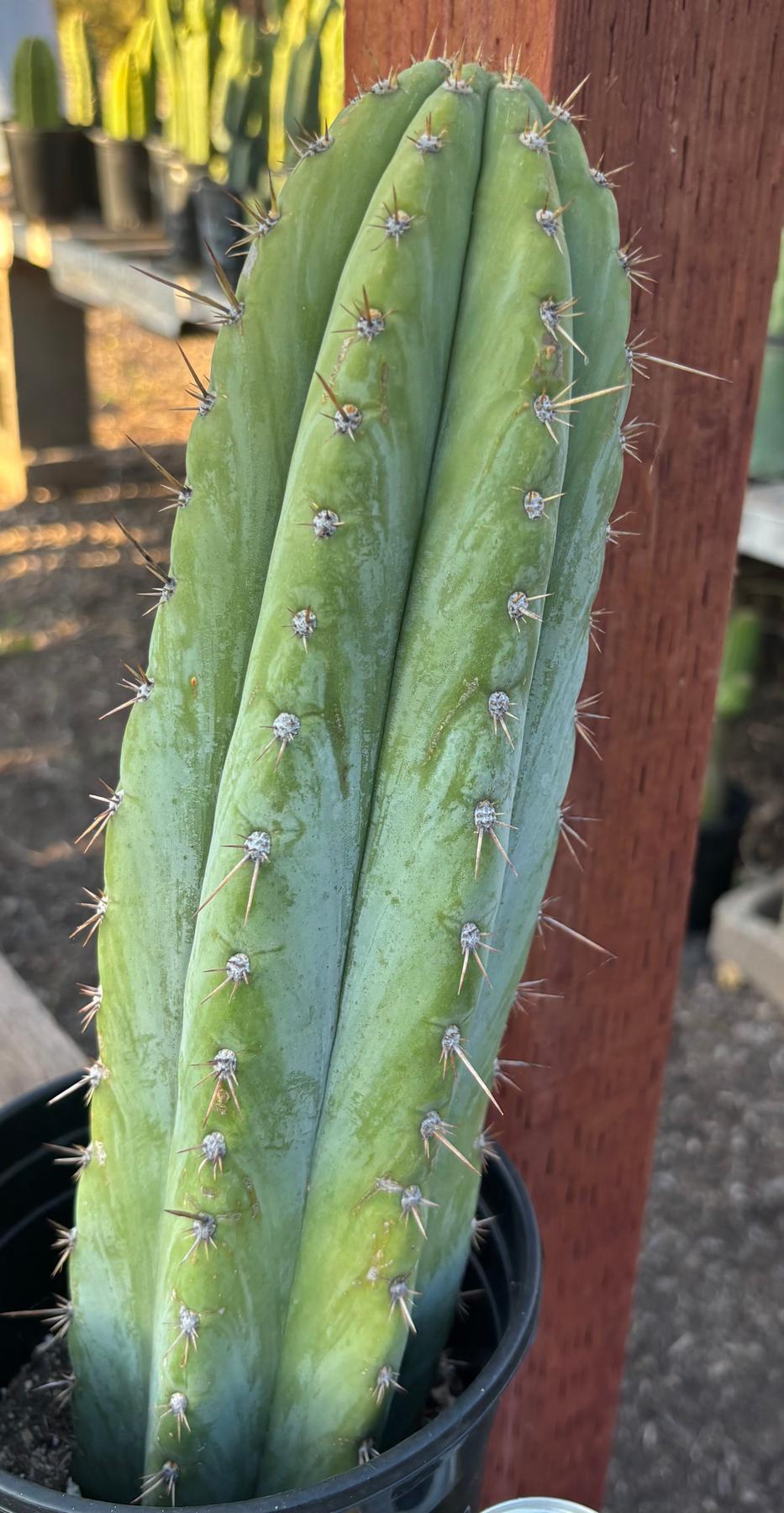 #EC344 EXACT Trichocereus KK242 Cactus 14.5"-Cactus - Large - Exact-The Succulent Source