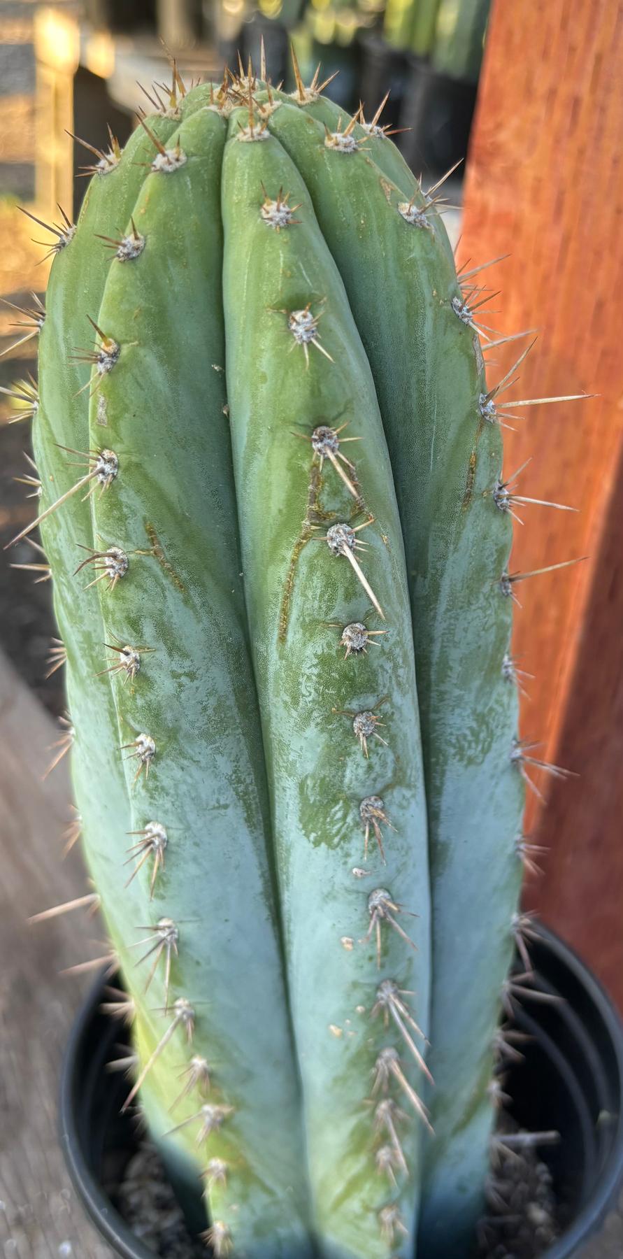#EC344 EXACT Trichocereus KK242 Cactus 14.5"-Cactus - Large - Exact-The Succulent Source