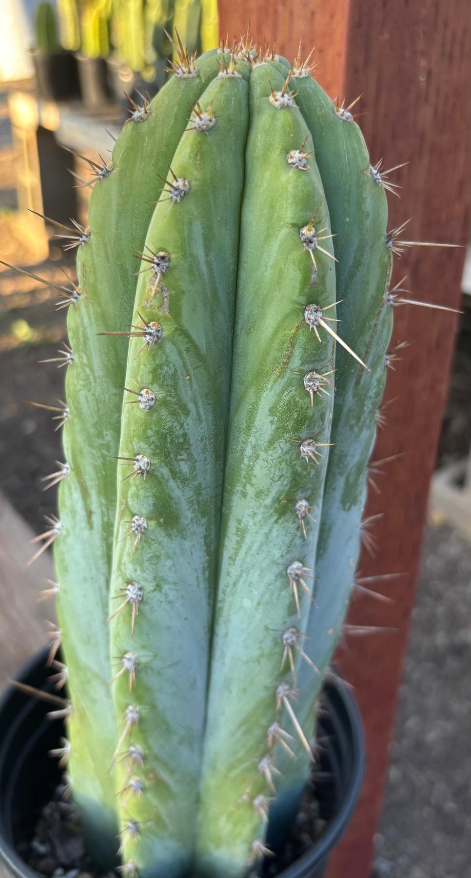#EC344 EXACT Trichocereus KK242 Cactus 14.5"-Cactus - Large - Exact-The Succulent Source