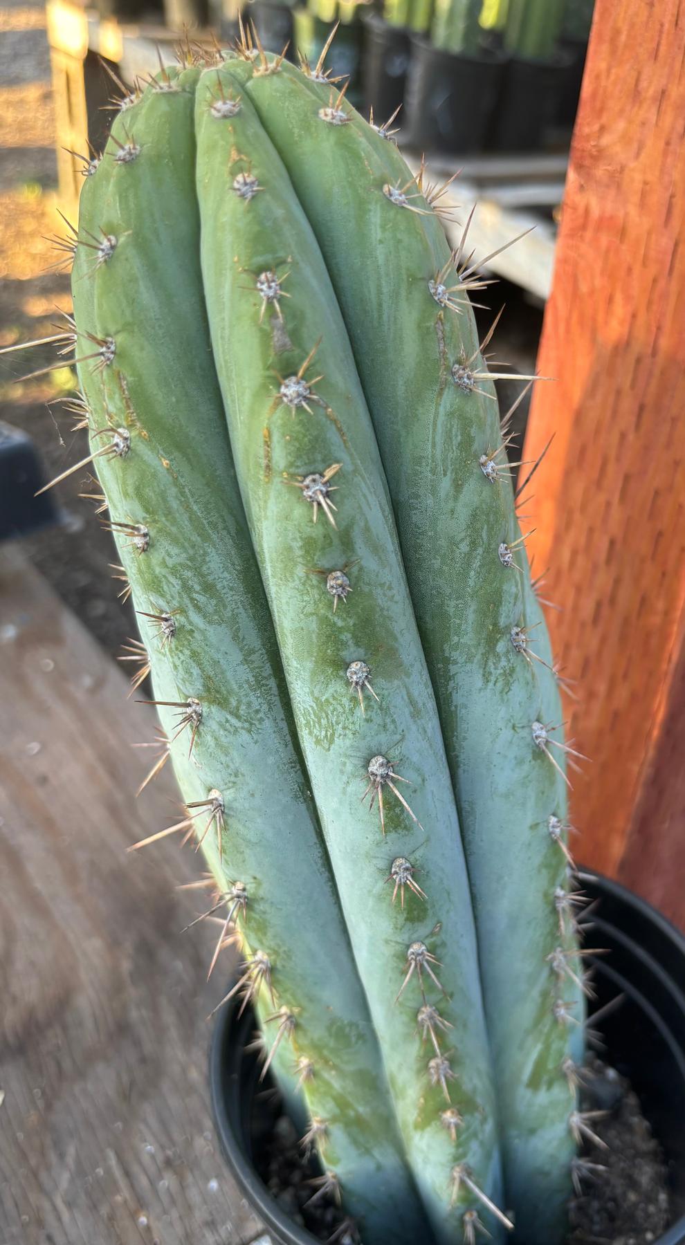#EC344 EXACT Trichocereus KK242 Cactus 14.5"-Cactus - Large - Exact-The Succulent Source