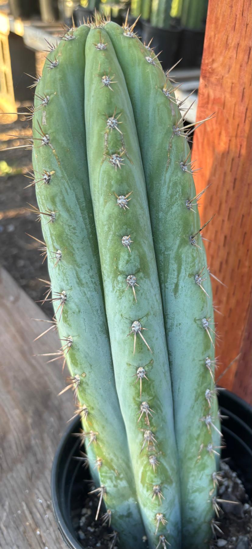 #EC344 EXACT Trichocereus KK242 Cactus 14.5"-Cactus - Large - Exact-The Succulent Source