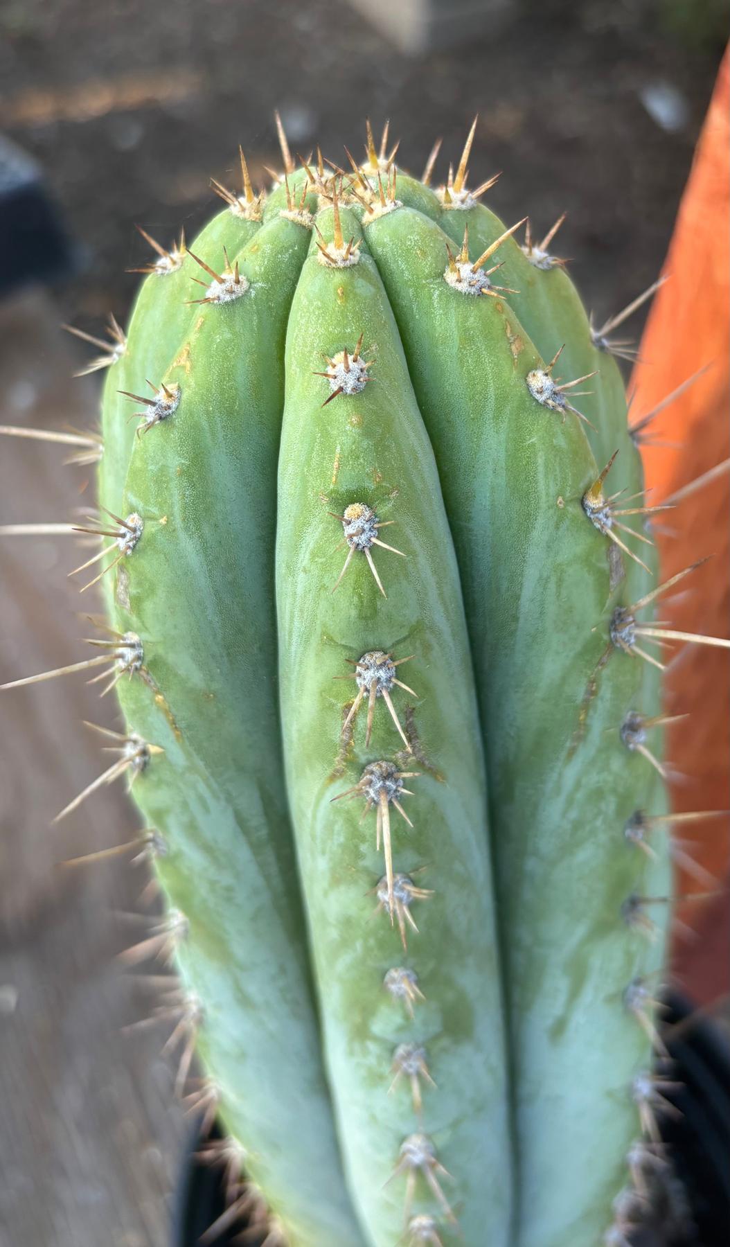 #EC344 EXACT Trichocereus KK242 Cactus 14.5"-Cactus - Large - Exact-The Succulent Source