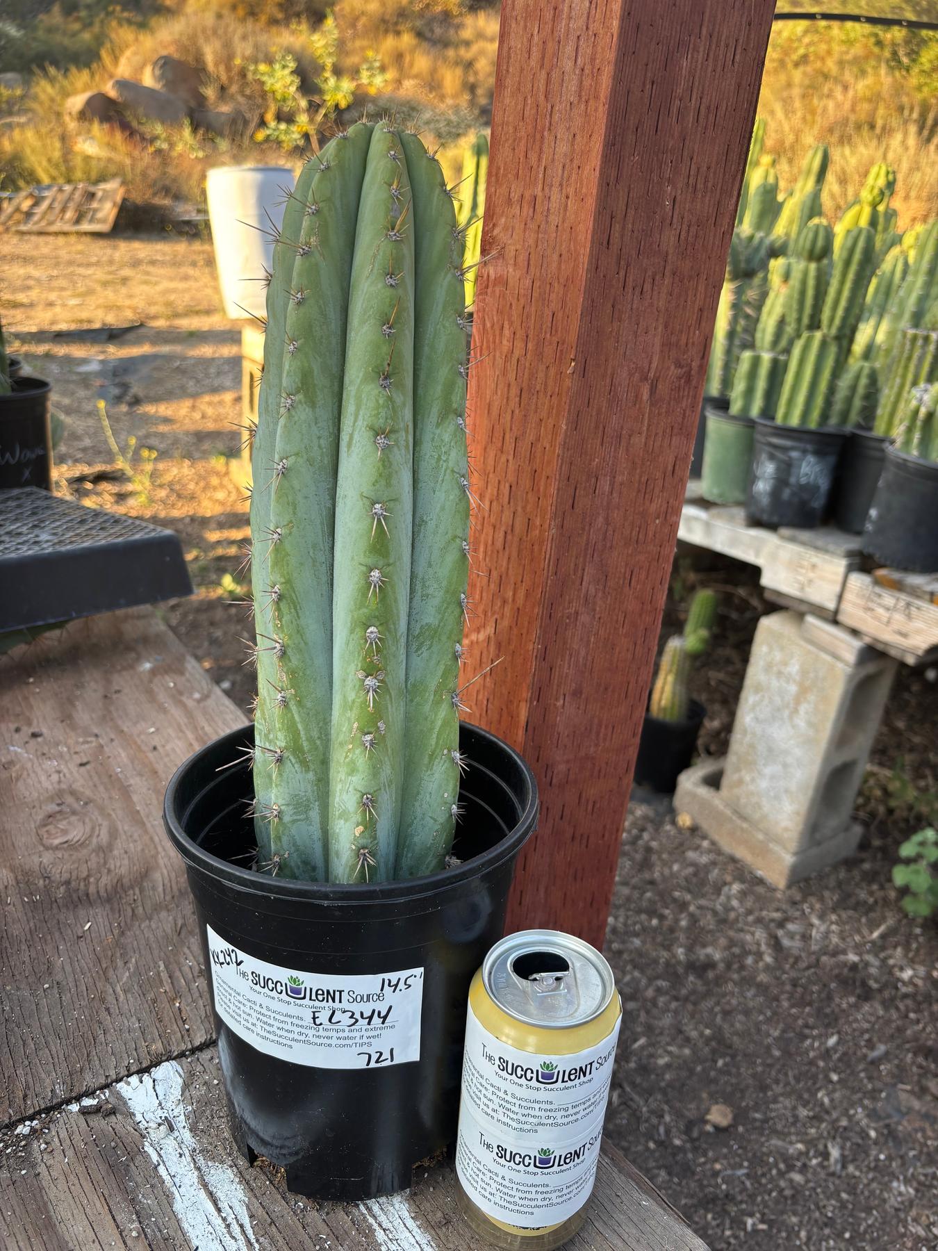 #EC344 EXACT Trichocereus KK242 Cactus 14.5"-Cactus - Large - Exact-The Succulent Source