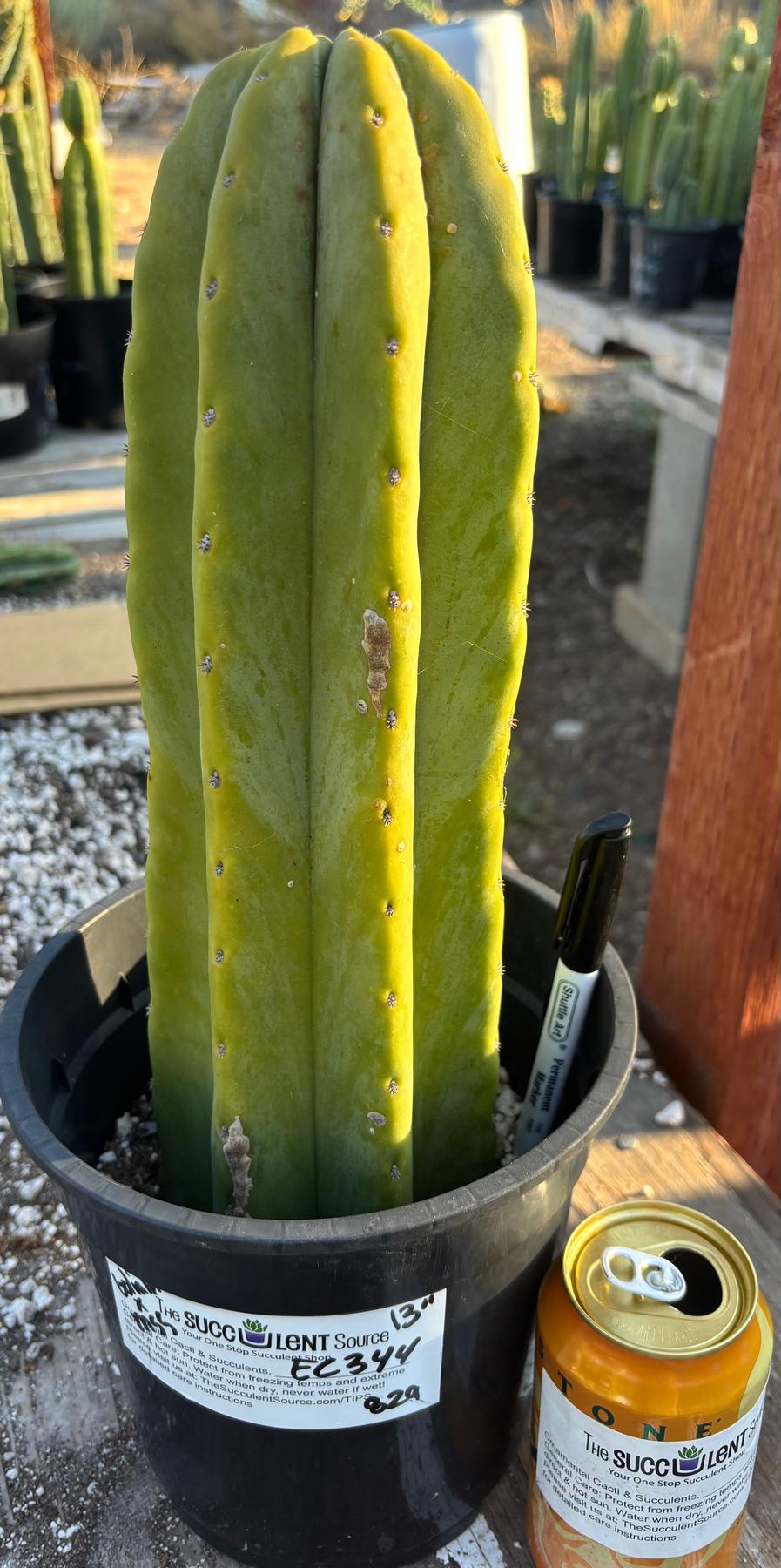 #EC344 EXACT Trichocereus Pachanoi Goliath X Scop MSS Cactus 13"-Cactus - Large - Exact-The Succulent Source
