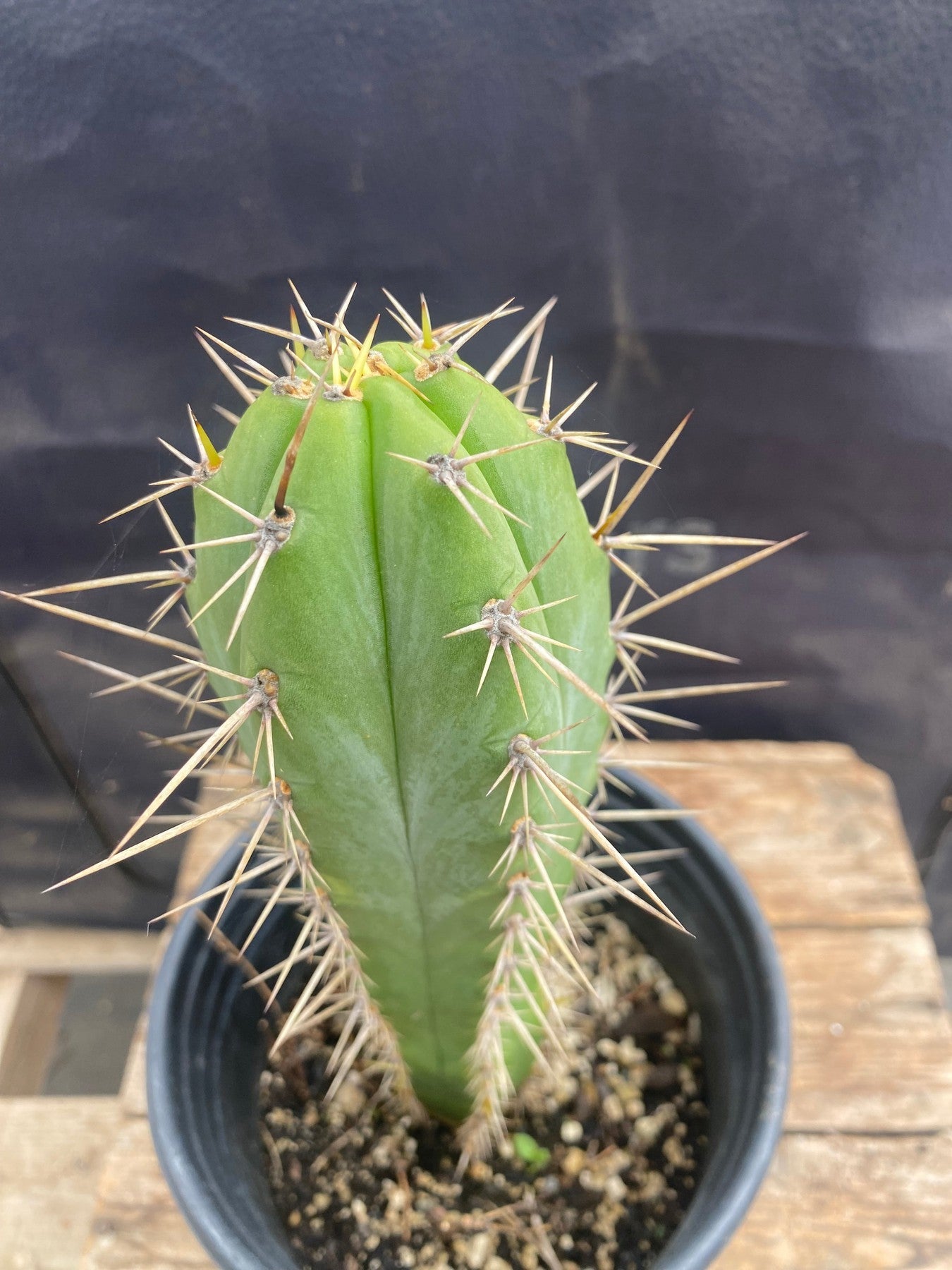 #EC344 EXACT Trichocereus Peruvianus Clyde X Huanucoensis Cactus 10.5"-Cactus - Large - Exact-The Succulent Source