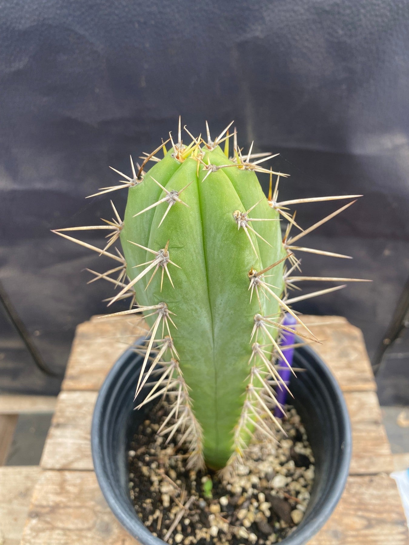 #EC344 EXACT Trichocereus Peruvianus Clyde X Huanucoensis Cactus 10.5"-Cactus - Large - Exact-The Succulent Source