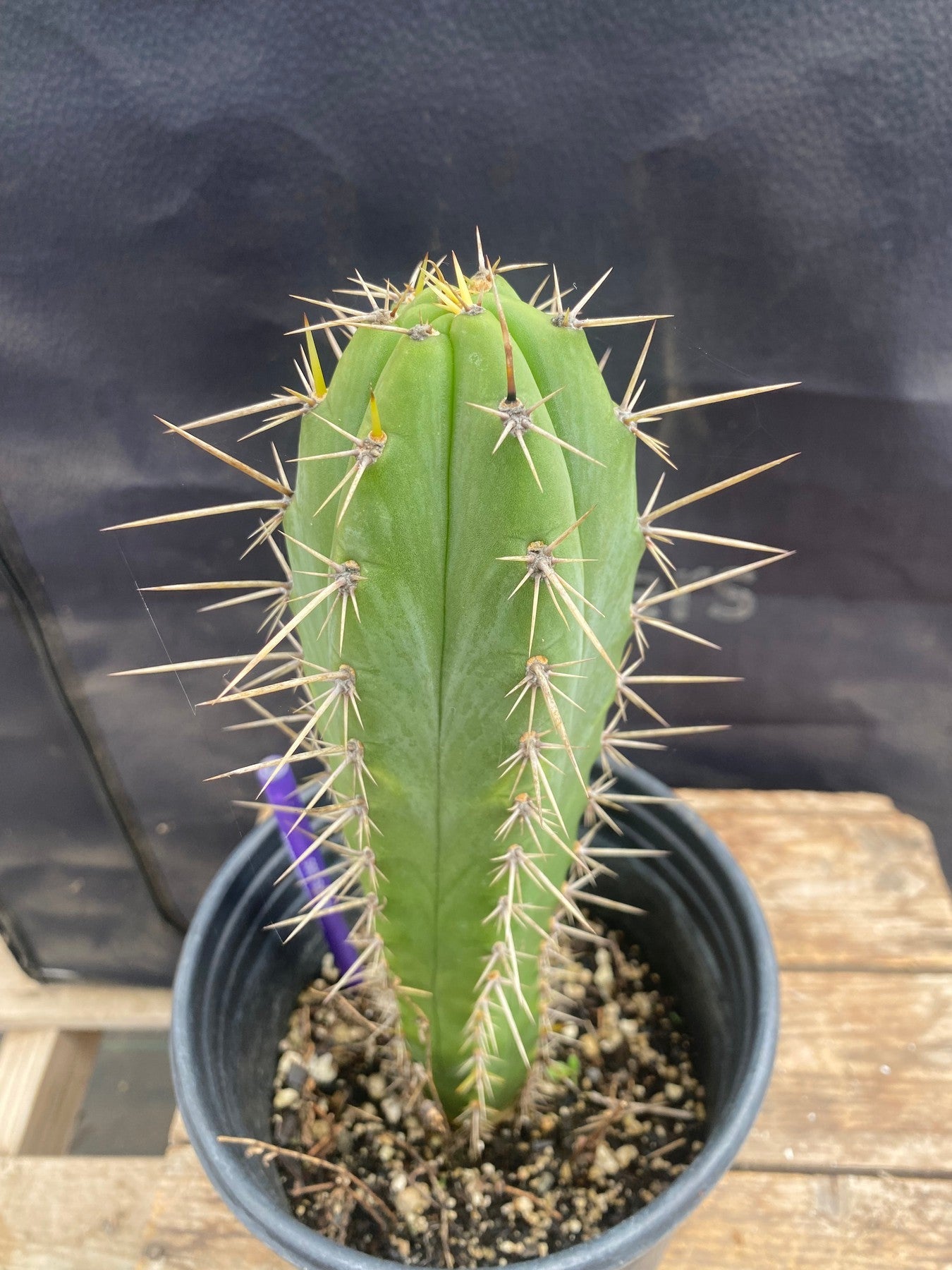 #EC344 EXACT Trichocereus Peruvianus Clyde X Huanucoensis Cactus 10.5"-Cactus - Large - Exact-The Succulent Source