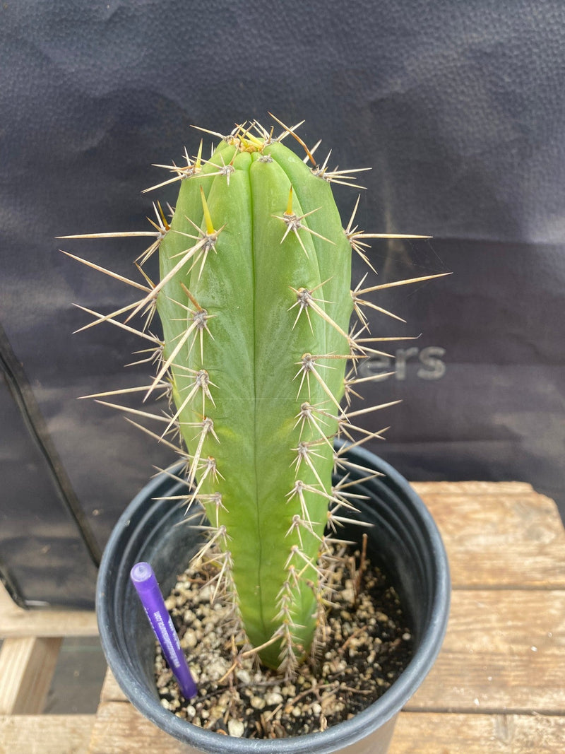 #EC344 EXACT Trichocereus Peruvianus Clyde X Huanucoensis Cactus 10.5"