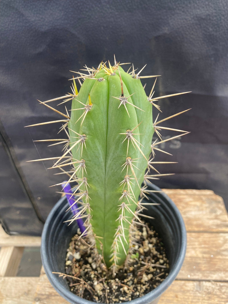 #EC344 EXACT Trichocereus Peruvianus Clyde X Huanucoensis Cactus 10.5"