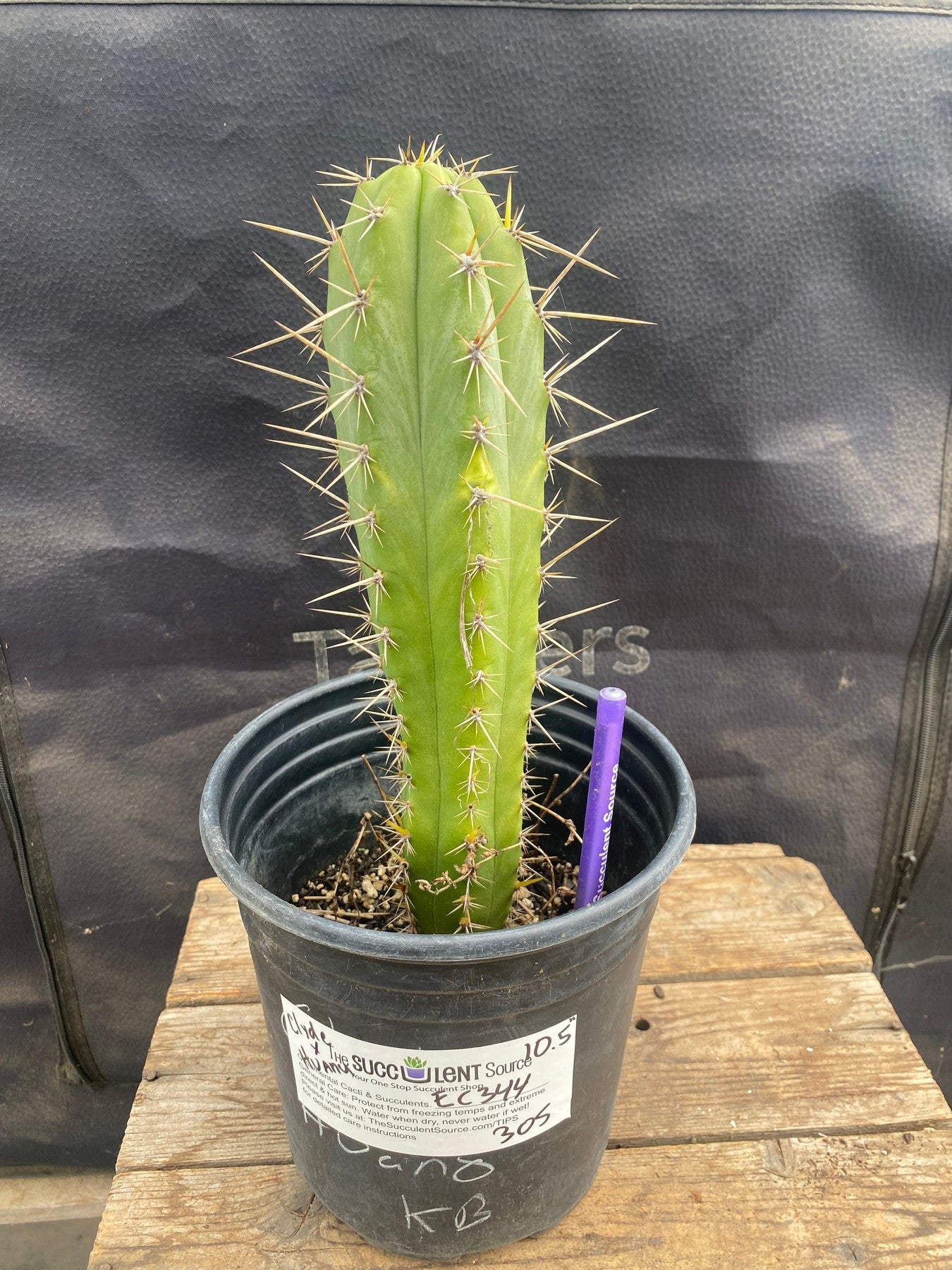 #EC344 EXACT Trichocereus Peruvianus Clyde X Huanucoensis Cactus 10.5"-Cactus - Large - Exact-The Succulent Source