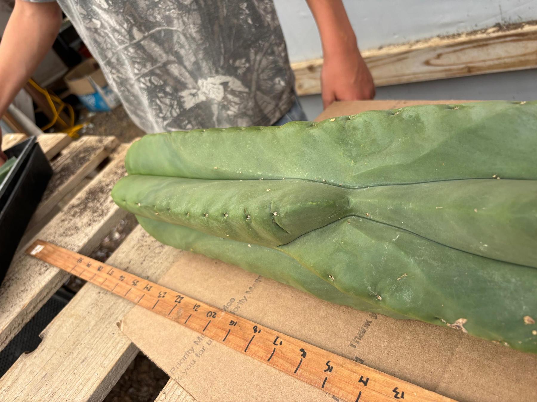 #EC344 EXACT MISPLANT SCOP 25”-Cactus - Large - Exact-The Succulent Source