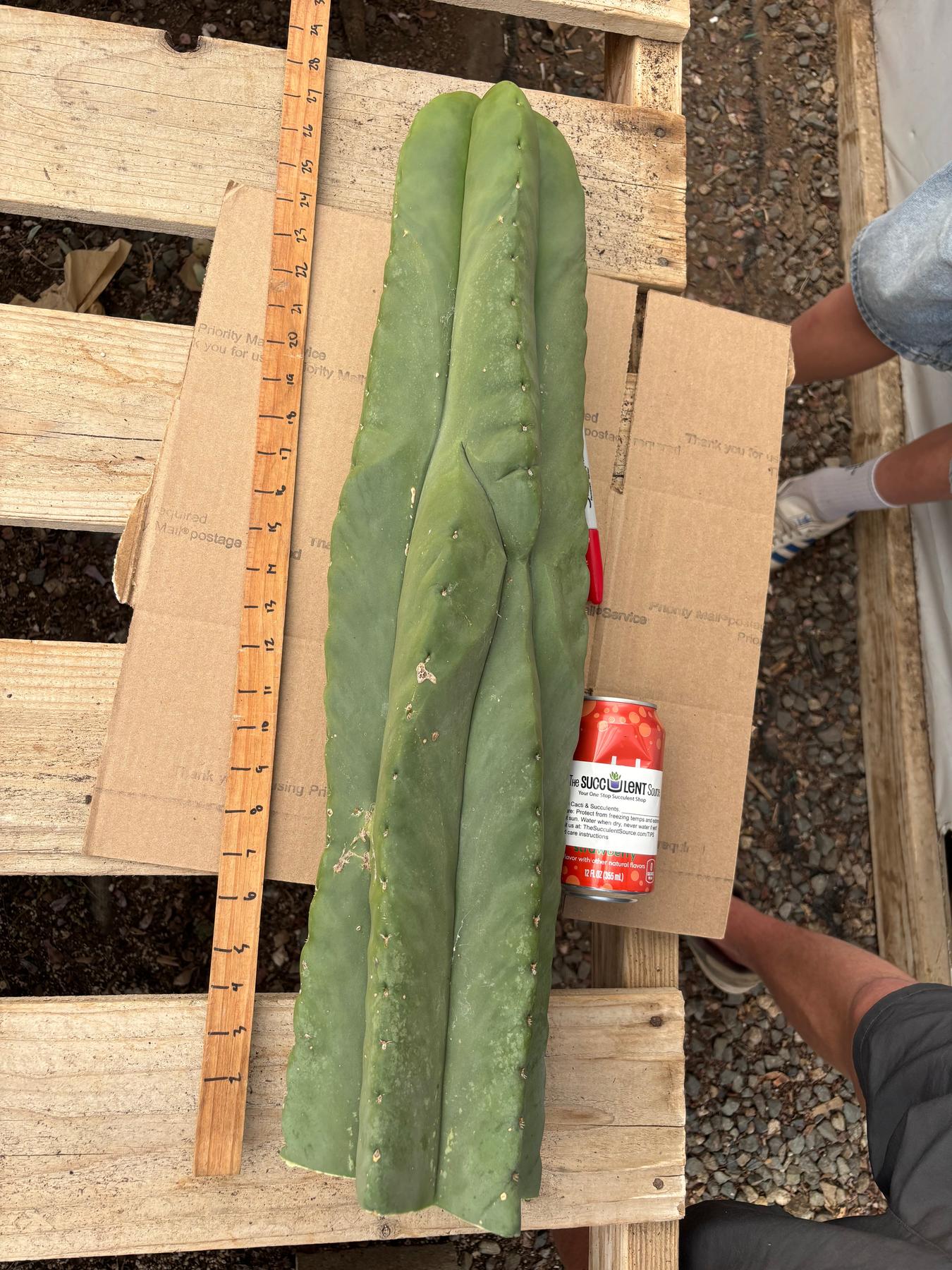 #EC344 EXACT MISPLANT SCOP 25”-Cactus - Large - Exact-The Succulent Source