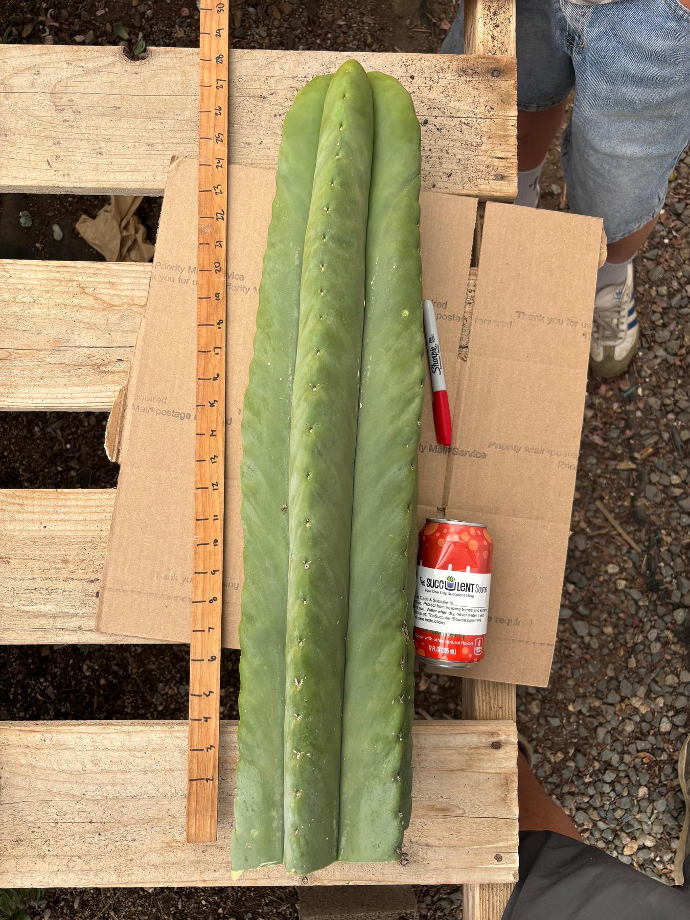 dracaena compacta standort Dracaena Compacta
