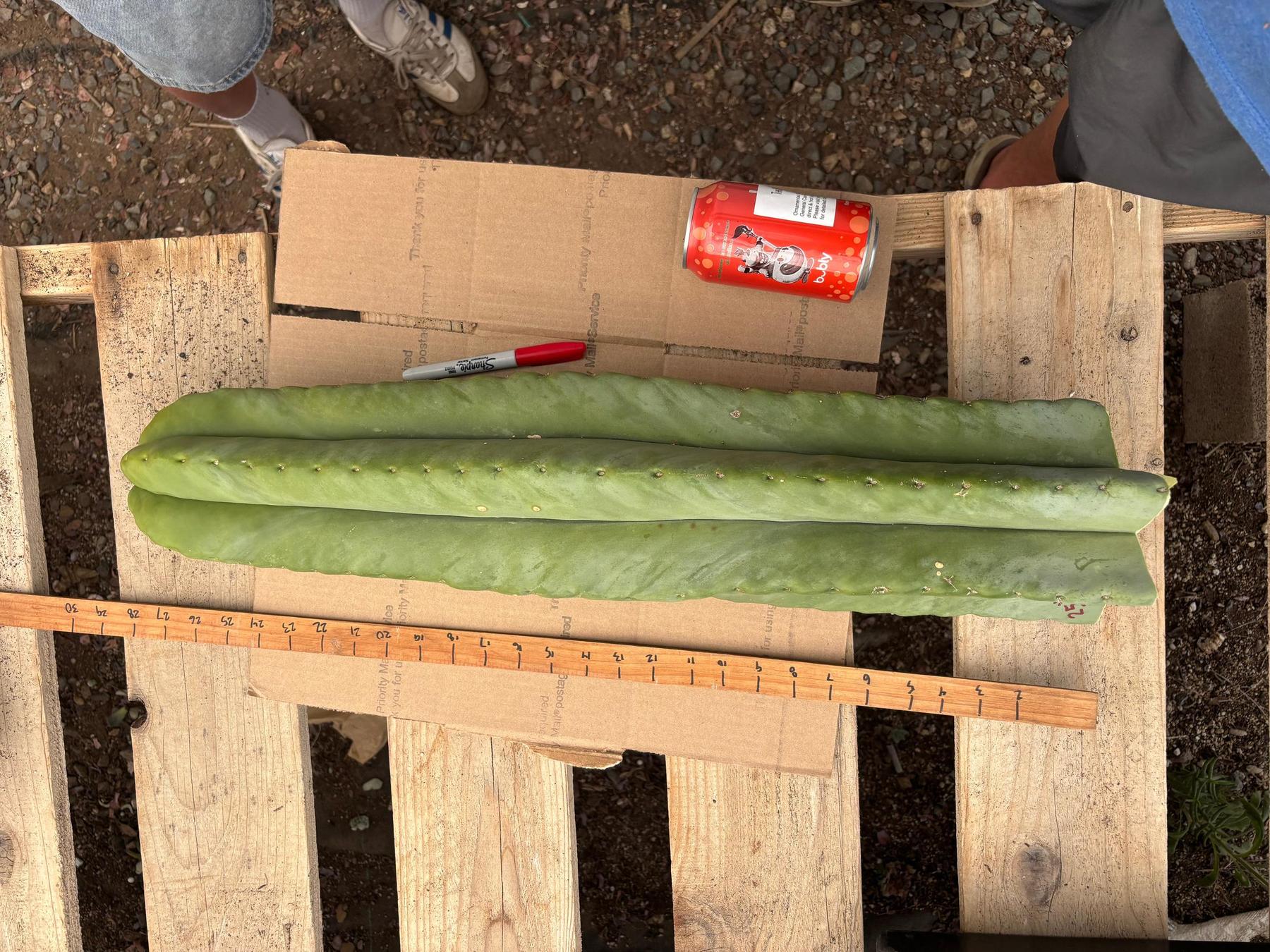 #EC344 EXACT MISPLANT SCOP 25”-Cactus - Large - Exact-The Succulent Source