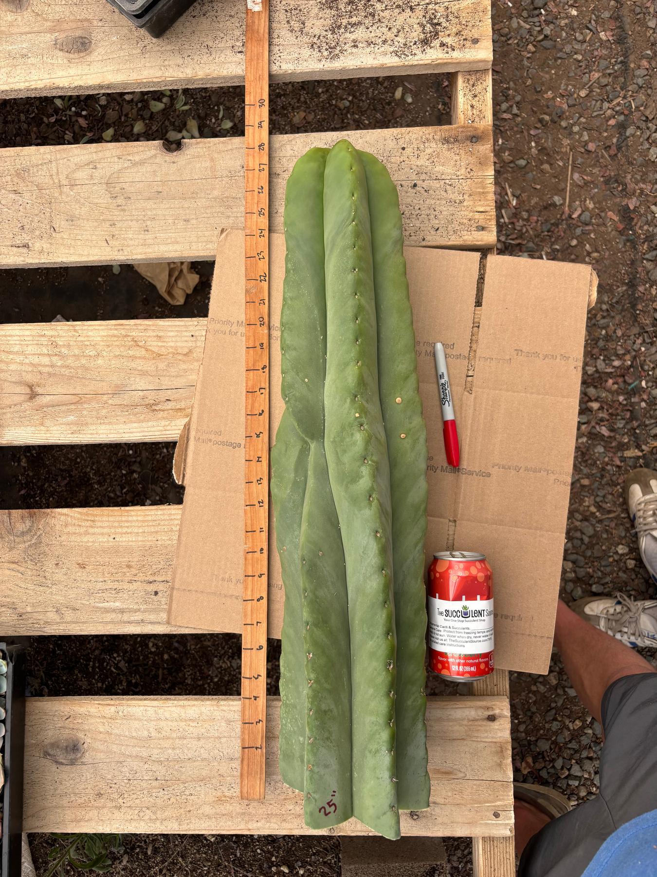 #EC344 EXACT MISPLANT SCOP 25”-Cactus - Large - Exact-The Succulent Source
