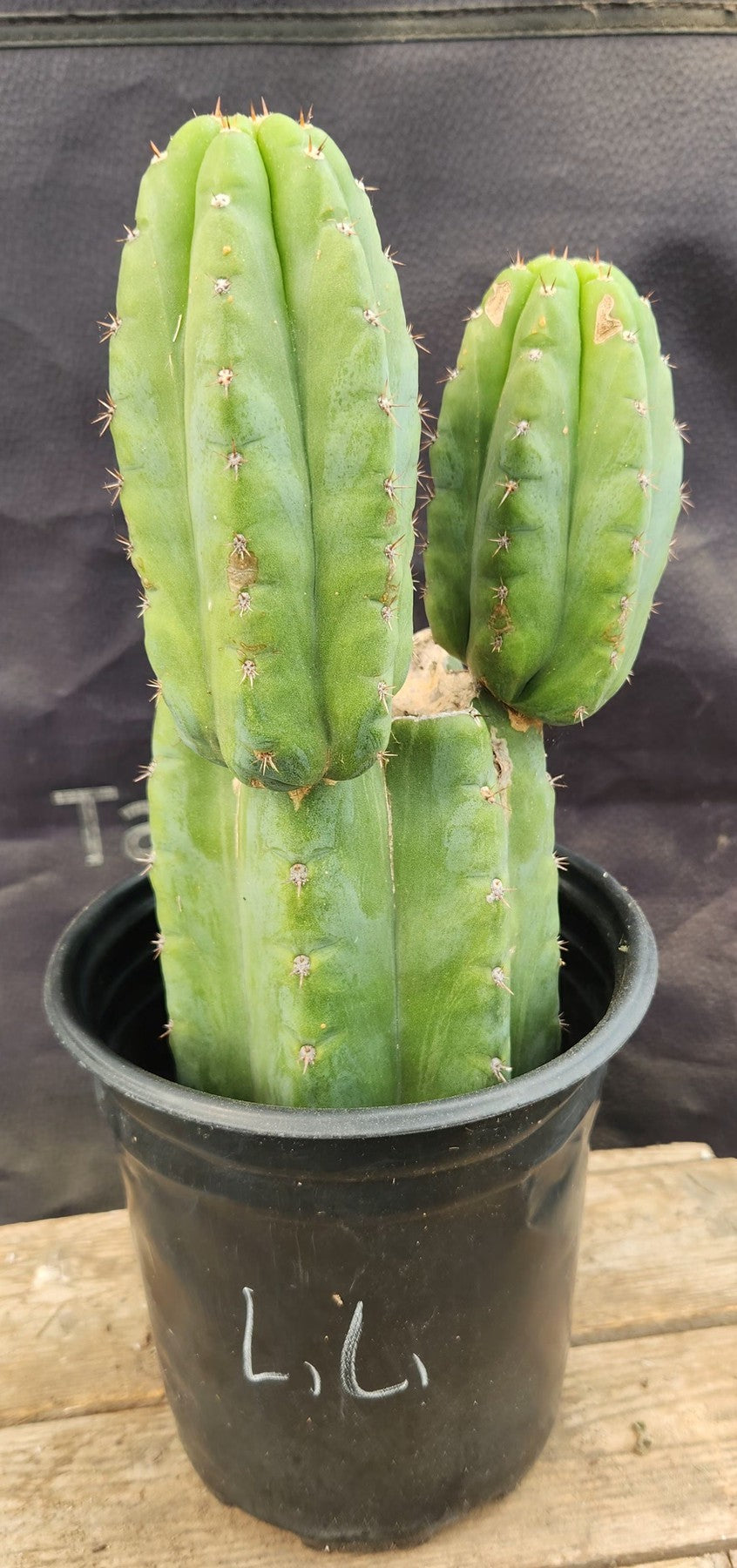 #EC345 EXACT Trichocereus Lost Label Cactus 11"-Cactus - Large - Exact-The Succulent Source