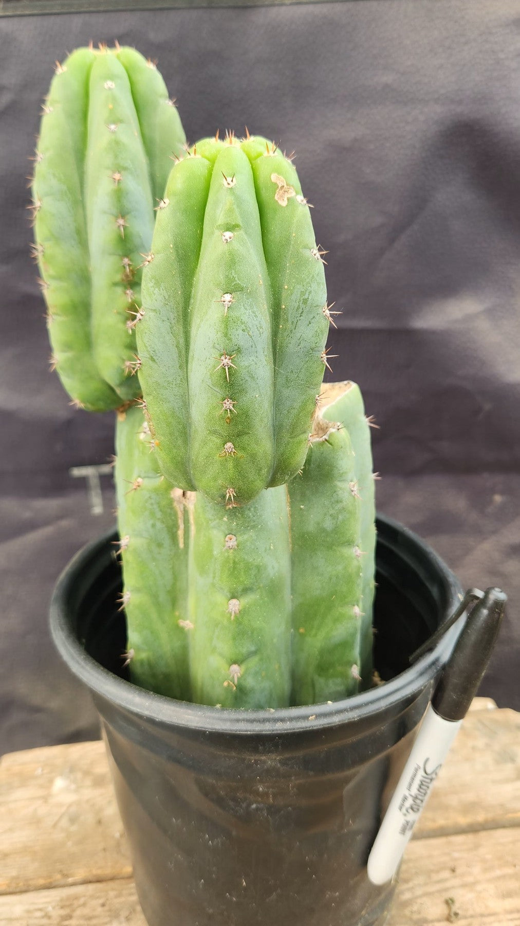 #EC345 EXACT Trichocereus Lost Label Cactus 11"-Cactus - Large - Exact-The Succulent Source