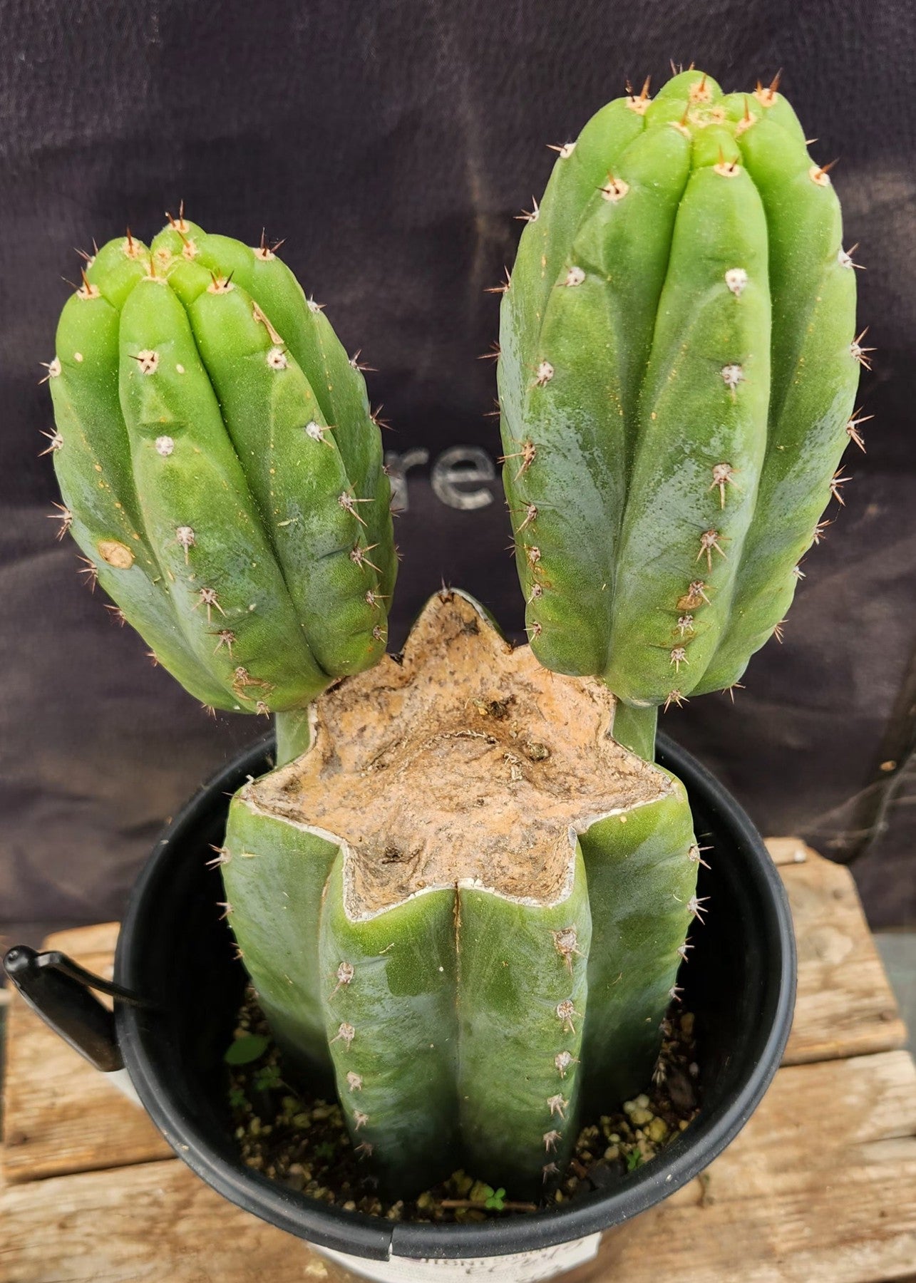 #EC345 EXACT Trichocereus Lost Label Cactus 11"-Cactus - Large - Exact-The Succulent Source