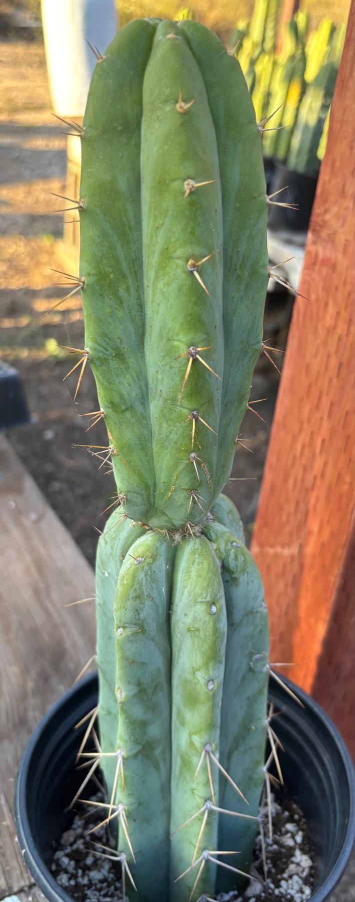 #EC346 EXACT Trichocereus Pachanoi JS444 Cactus 16”-Cactus - Large - Exact-The Succulent Source