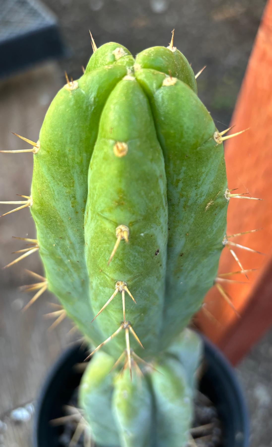 EC346 EXACT Trichocereus Bridgesii Bauer 5452 X Helen Cactus 16