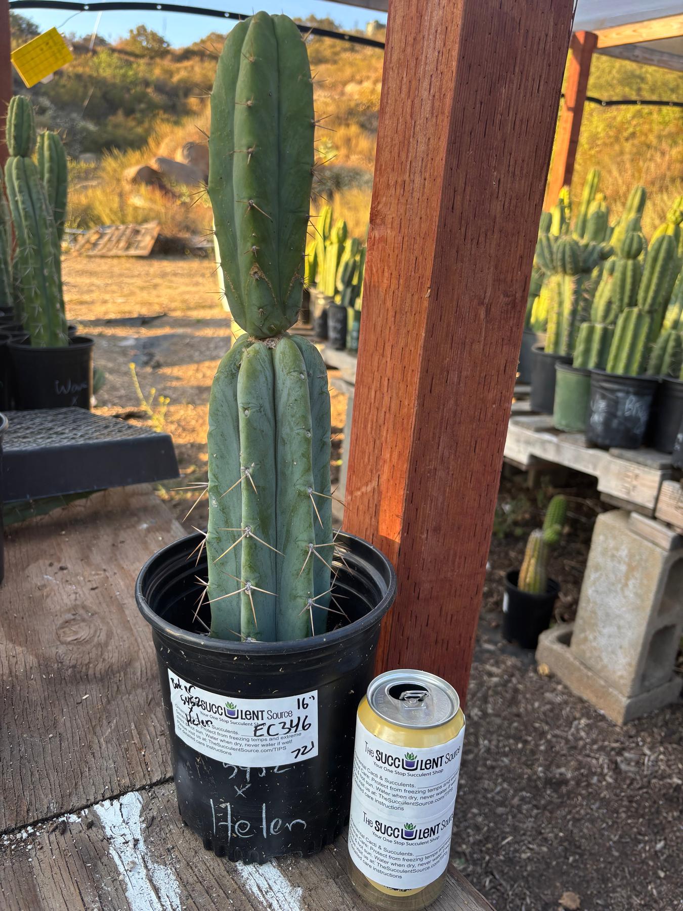 #EC346 EXACT Trichocereus Pachanoi JS444 Cactus 16”-Cactus - Large - Exact-The Succulent Source