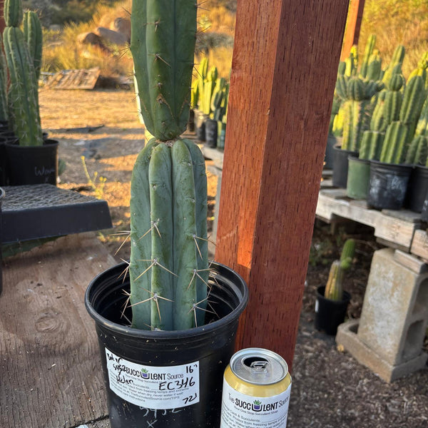 EC346 EXACT Trichocereus Bridgesii Bauer 5452 X Helen Cactus 16