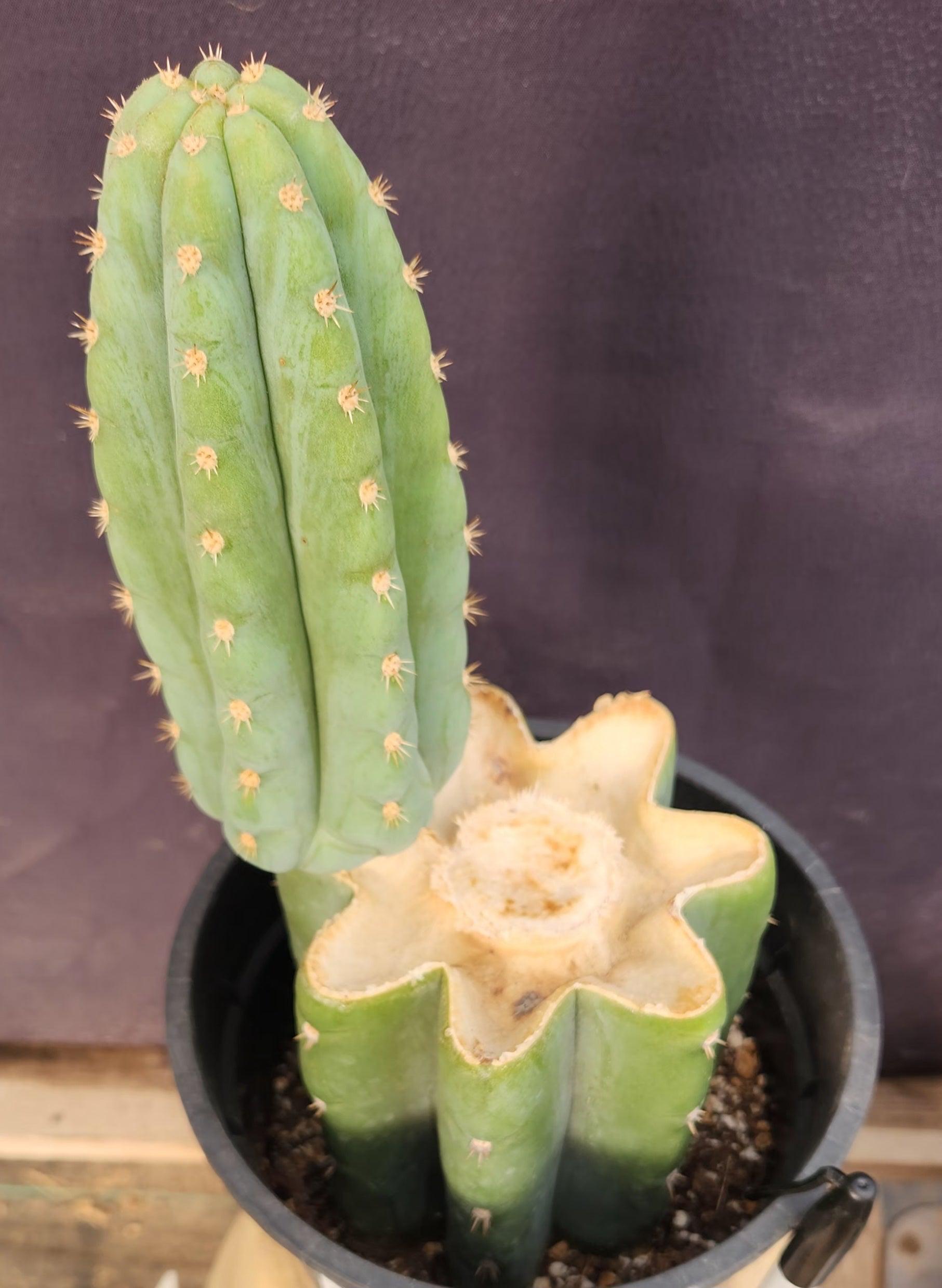 #EC346 EXACT Trichocereus Pachanoi JS444 Cactus 12”-Cactus - Large - Exact-The Succulent Source