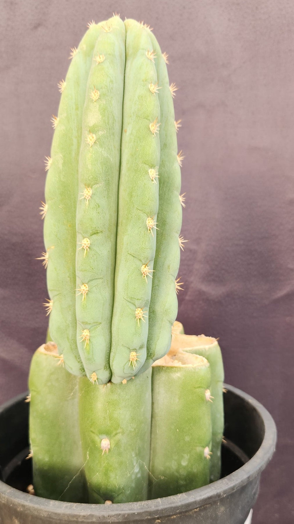 #EC346 EXACT Trichocereus Pachanoi JS444 Cactus 12”-Cactus - Large - Exact-The Succulent Source