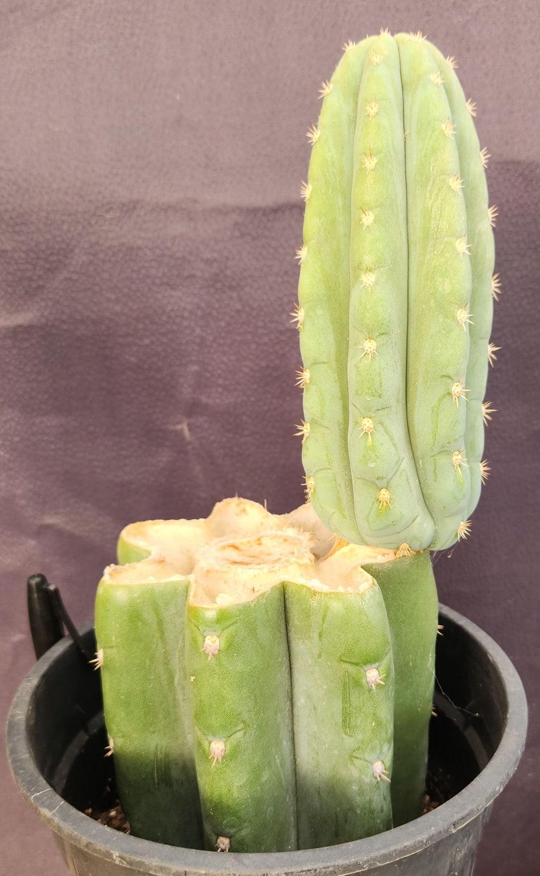 #EC346 EXACT Trichocereus Pachanoi JS444 Cactus 12”-Cactus - Large - Exact-The Succulent Source