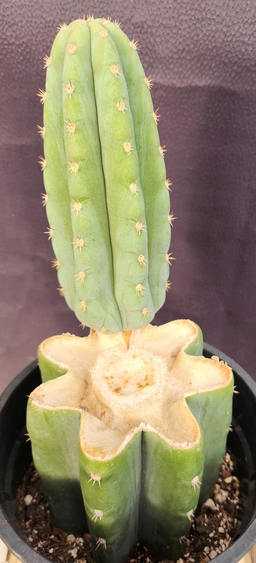 #EC346 EXACT Trichocereus Pachanoi JS444 Cactus 12”-Cactus - Large - Exact-The Succulent Source