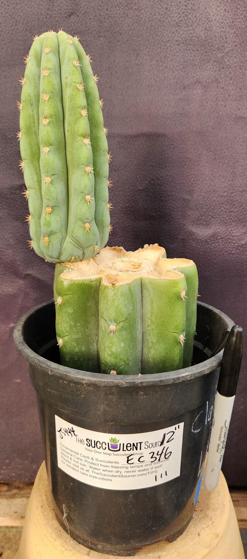 #EC346 EXACT Trichocereus Pachanoi JS444 Cactus 12”-Cactus - Large - Exact-The Succulent Source