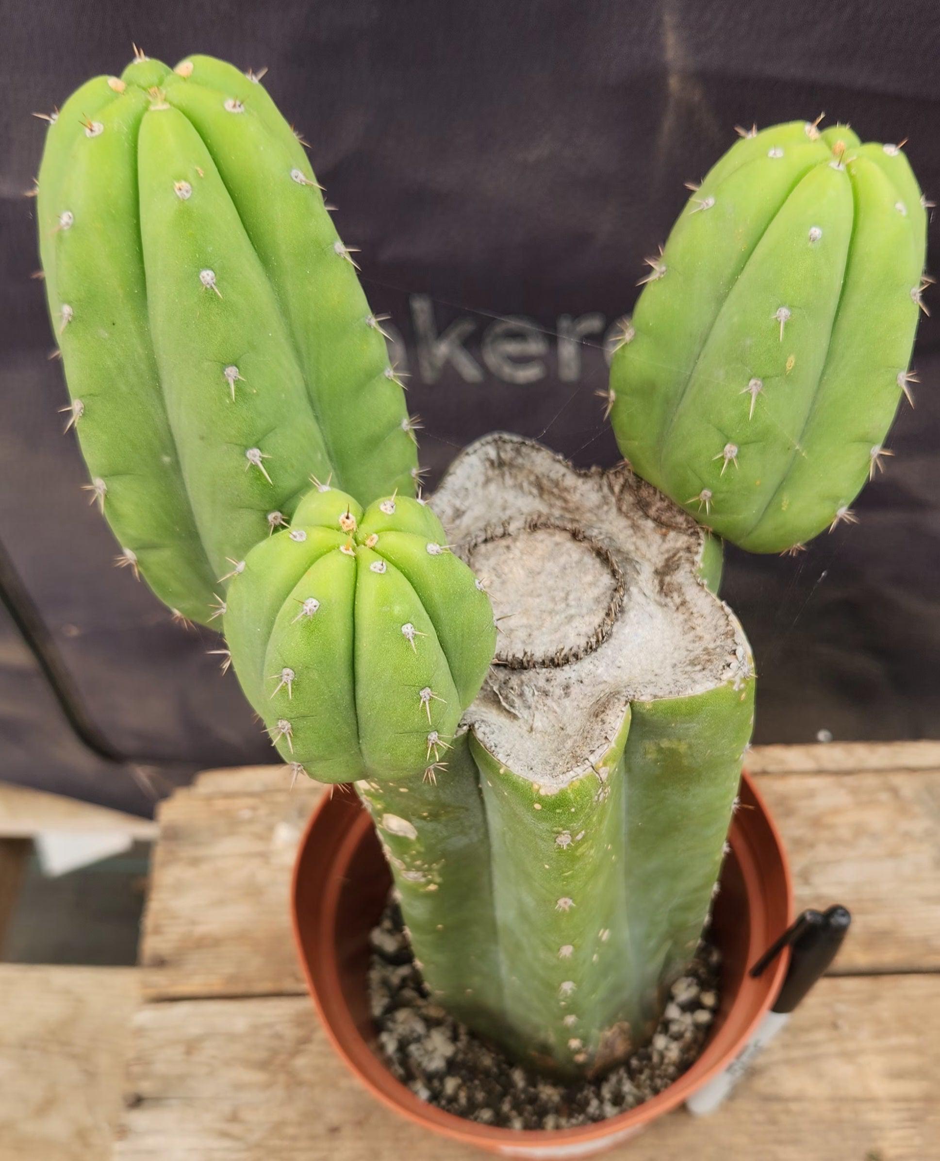 #EC346 EXACT Trichocereus TSS Pachanoi San Pedro Cactus 11.5”-Cactus - Large - Exact-The Succulent Source