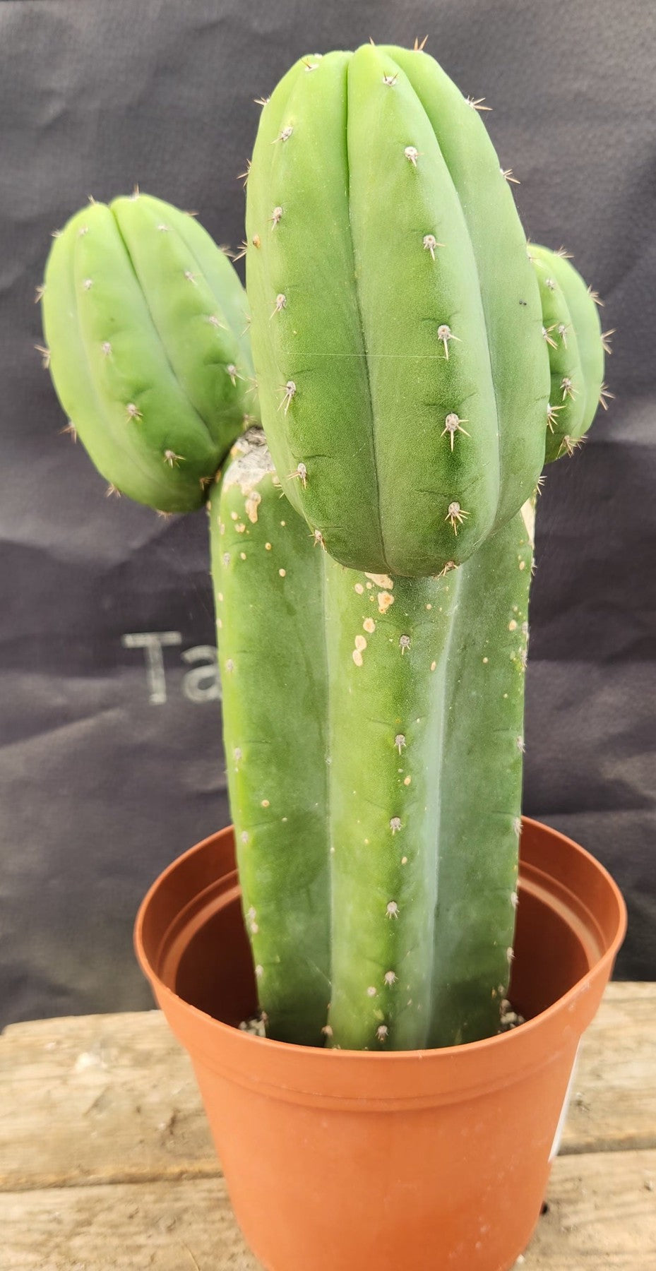 #EC346 EXACT Trichocereus TSS Pachanoi San Pedro Cactus 11.5”-Cactus - Large - Exact-The Succulent Source