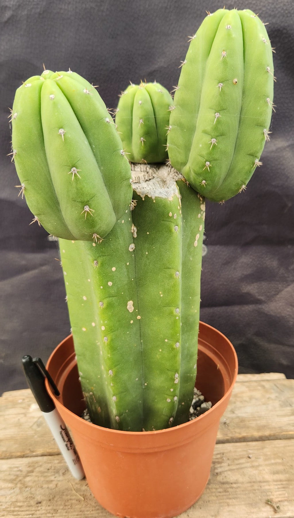 #EC346 EXACT Trichocereus TSS Pachanoi San Pedro Cactus 11.5”-Cactus - Large - Exact-The Succulent Source