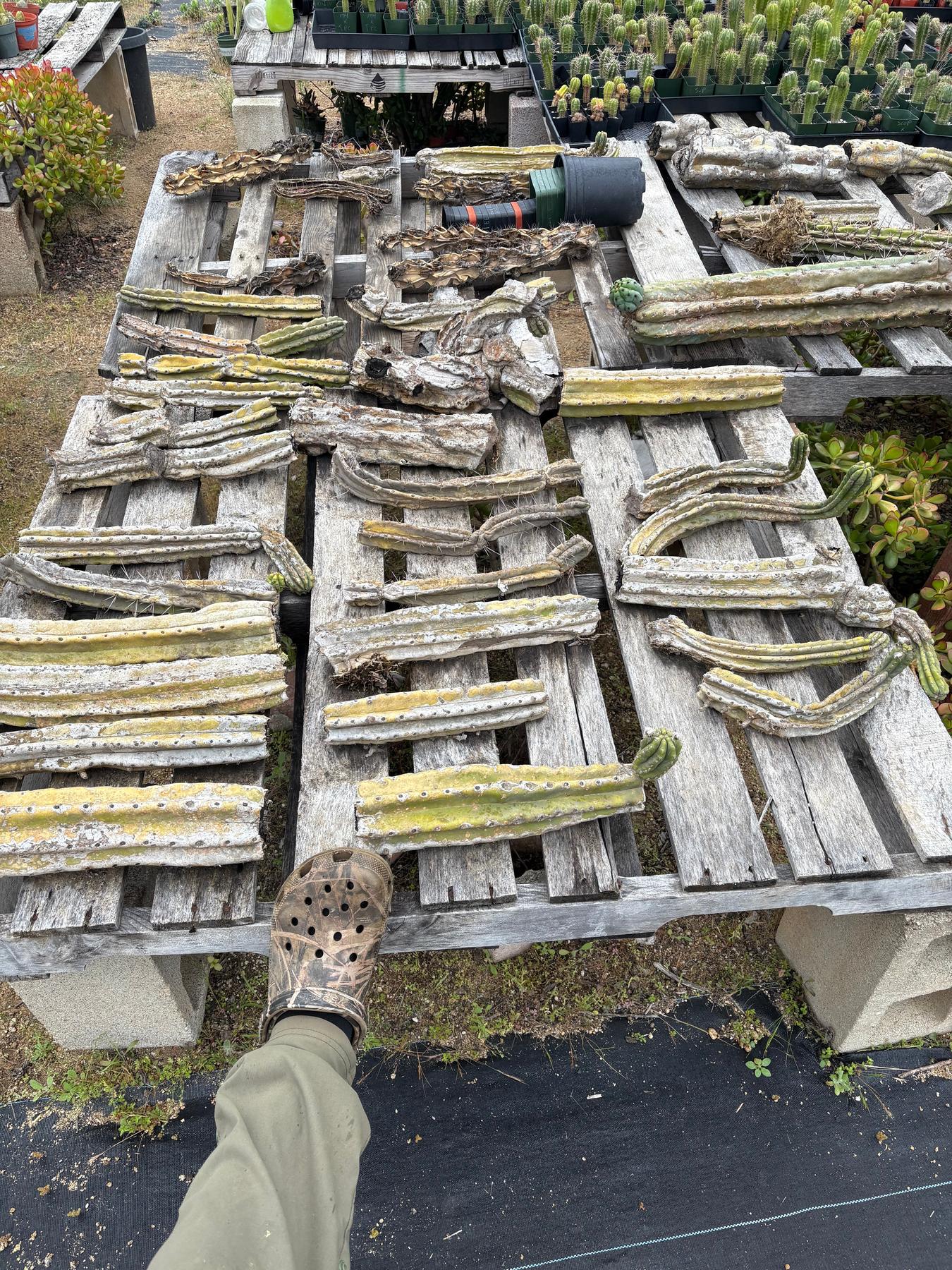 #EC347 EXACT Mixed Trichocereus Super BARGAIN TLC 15 Cactus Cuttings LOT-Cactus - Large - Exact-The Succulent Source