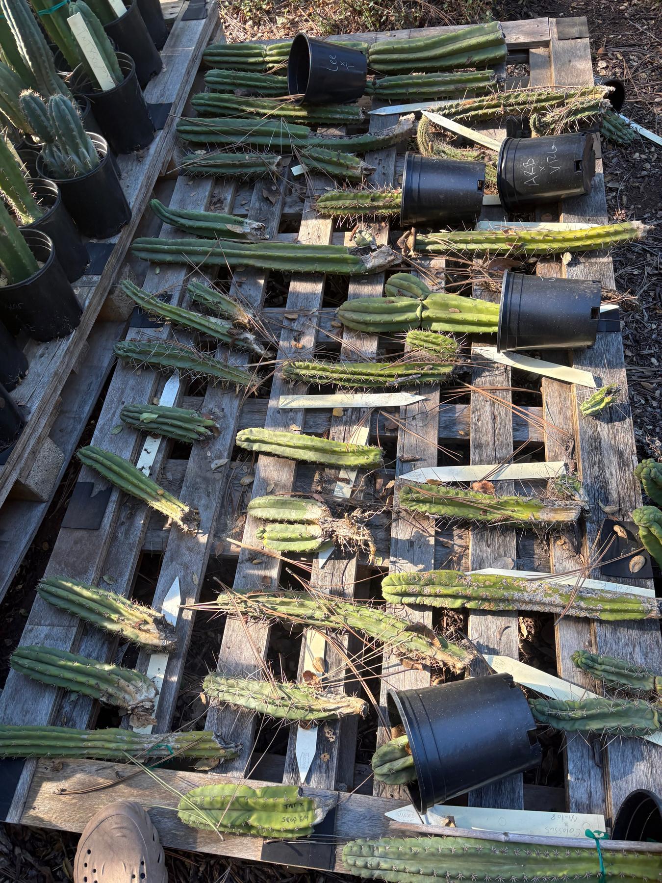 #EC347 EXACT Mixed Trichocereus Super BARGAIN TLC 75”, 150” & 300”+ Cactus Cuttings LOTS-Cactus - Large - Exact-The Succulent Source