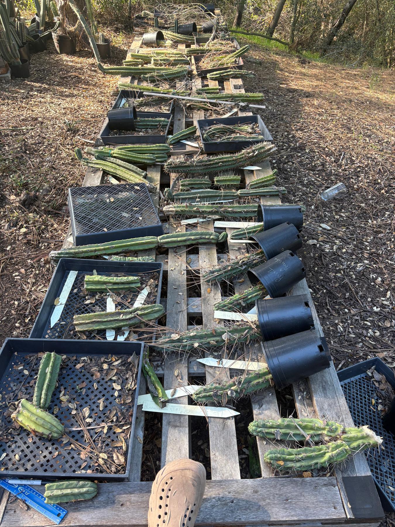 #EC347 EXACT Mixed Trichocereus Super BARGAIN TLC 75”, 150” & 300”+ Cactus Cuttings LOTS-Cactus - Large - Exact-The Succulent Source