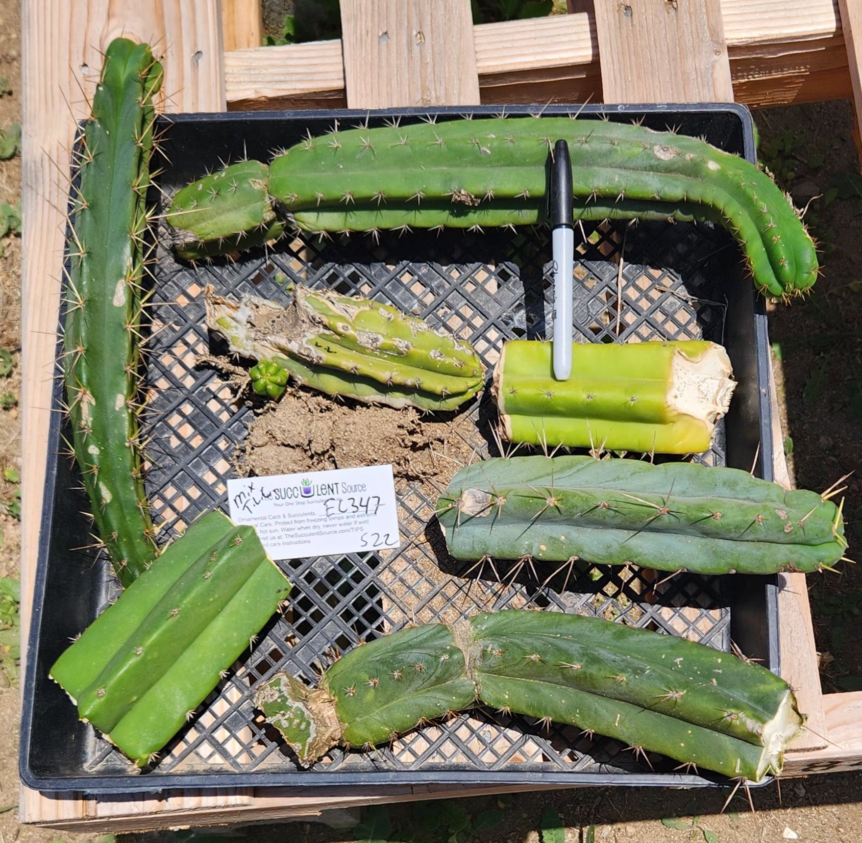 #EC347 EXACT Trichocereus BARGAIN TLC Cactus Cuttings LOT-Cactus - Large - Exact-The Succulent Source