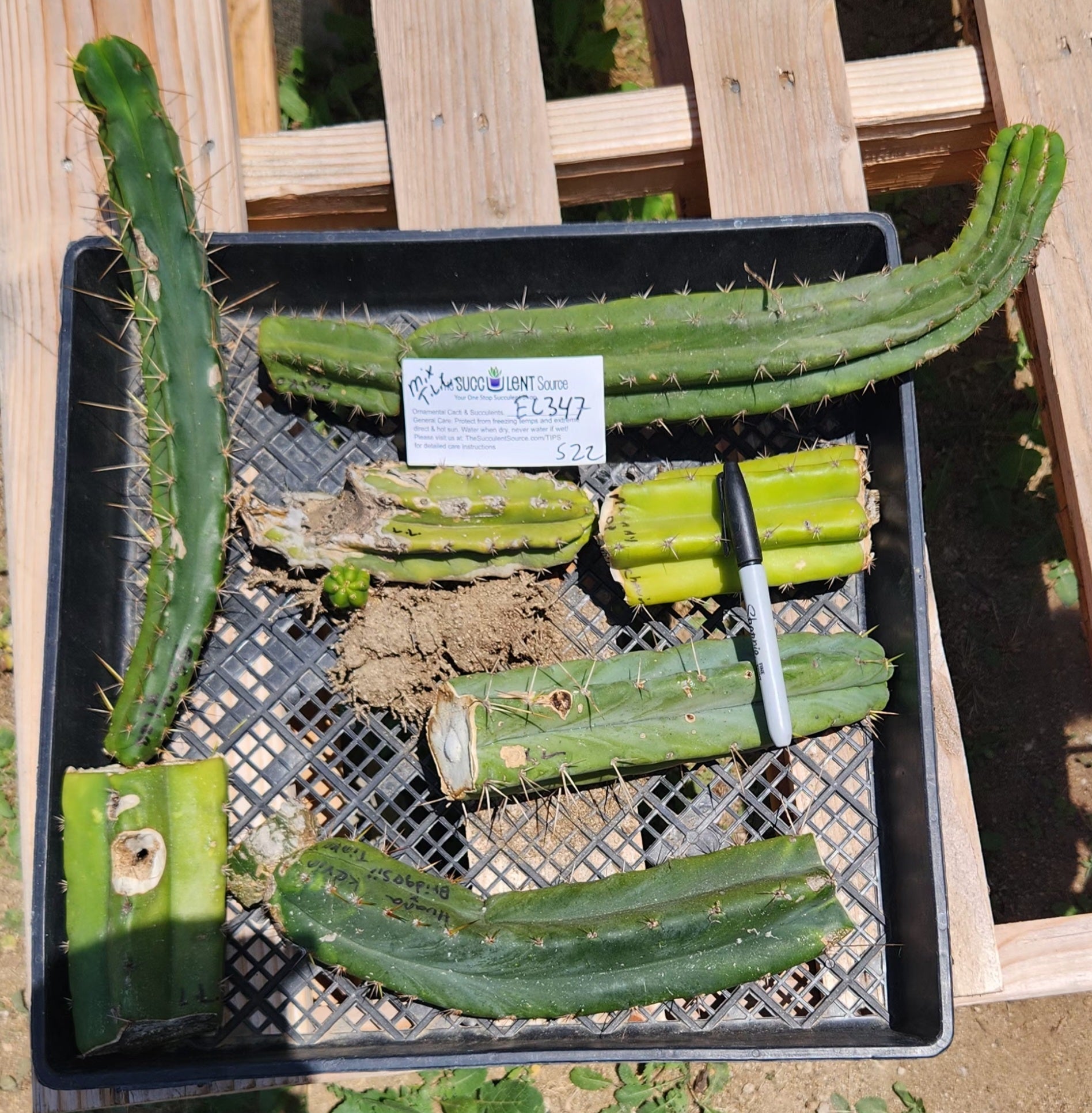 #EC347 EXACT Trichocereus BARGAIN TLC Cactus Cuttings LOT-Cactus - Large - Exact-The Succulent Source