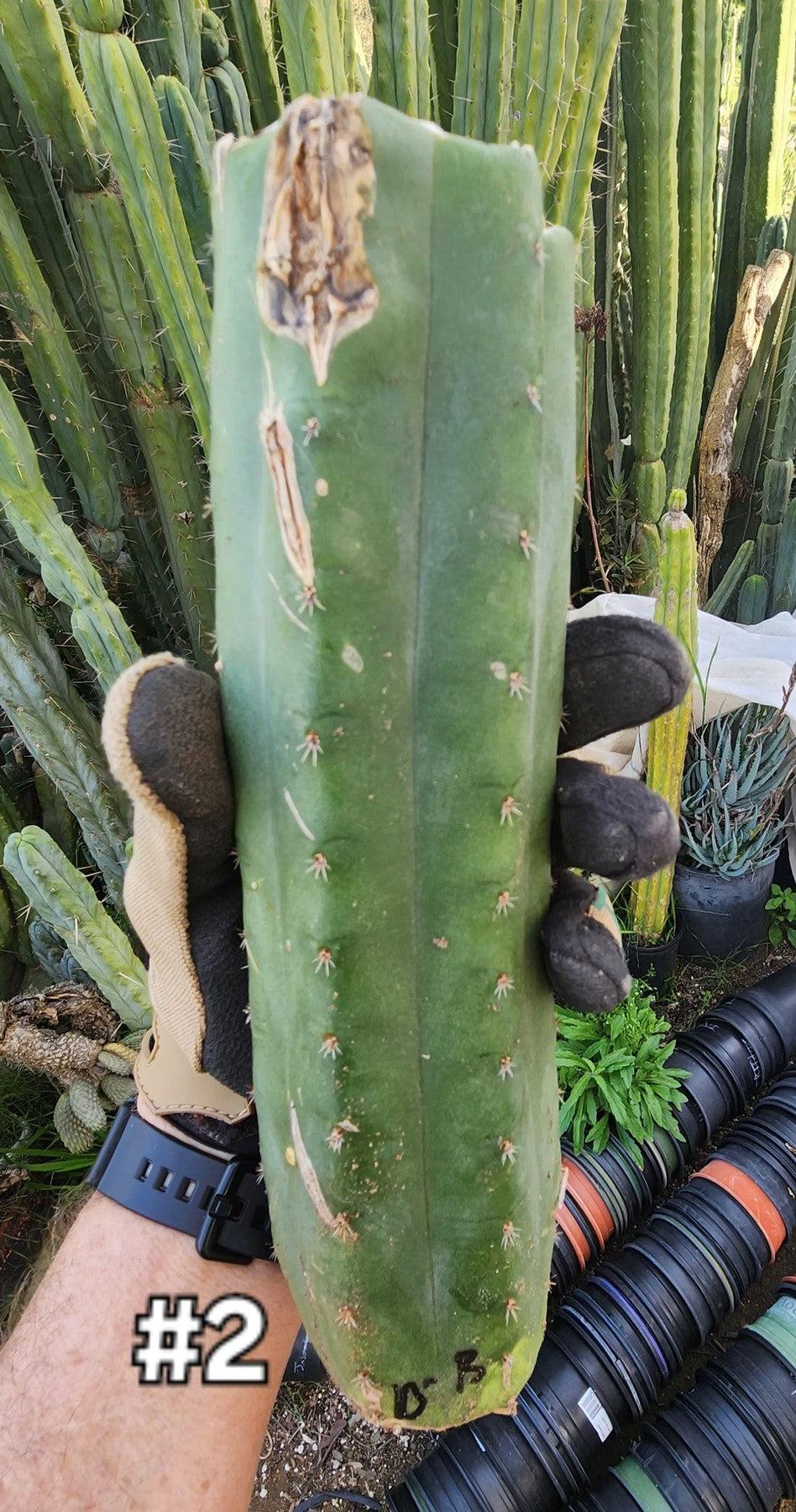 #EC347 EXACT Trichocereus BARGAIN TlC Cactus Cuttings 12 LOT-Cactus - Large - Exact-The Succulent Source