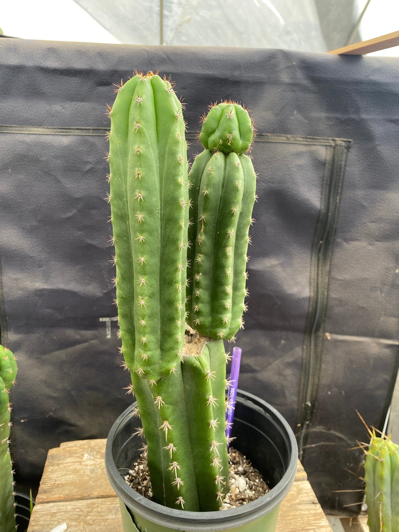 #EC348 EXACT Trichocereus Cactus 13.5”-Cactus - Large - Exact-The Succulent Source