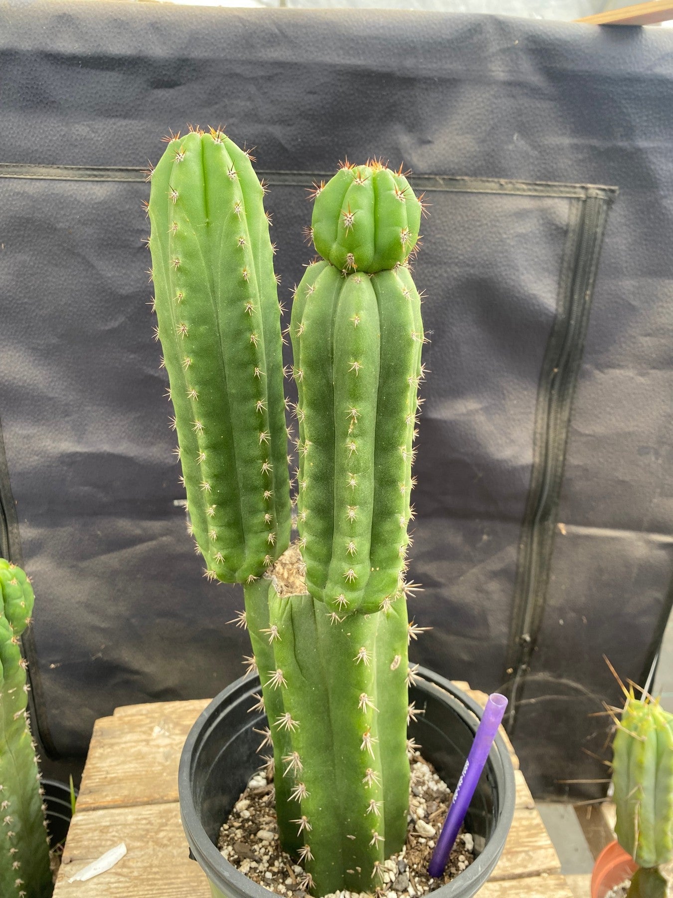 #EC348 EXACT Trichocereus Cactus 13.5”-Cactus - Large - Exact-The Succulent Source