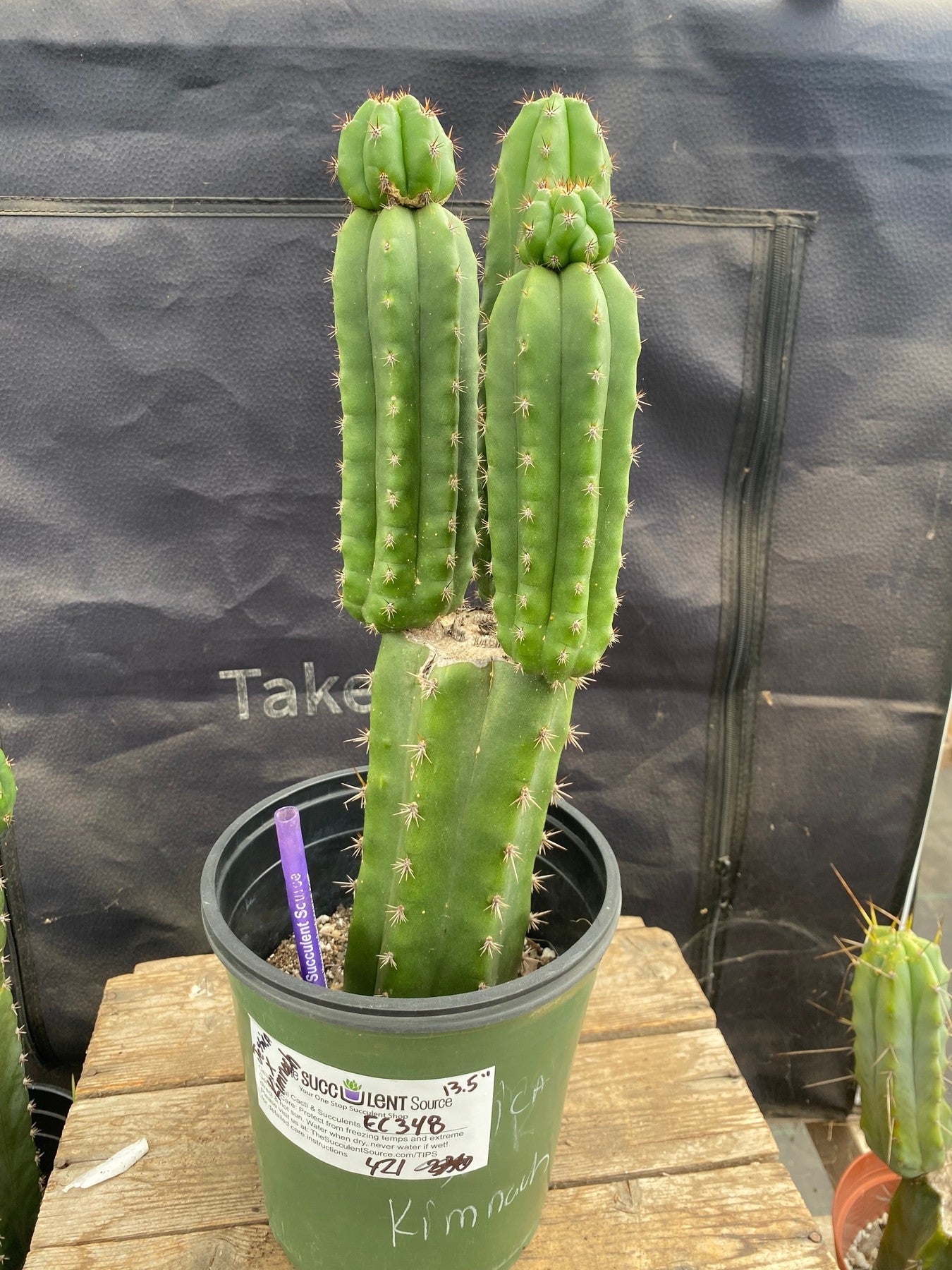 #EC348 EXACT Trichocereus Cactus 13.5”-Cactus - Large - Exact-The Succulent Source