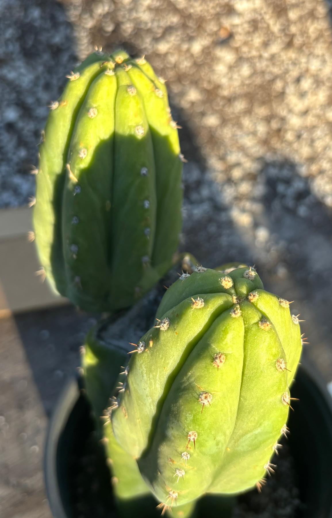 #EC348 EXACT Trichocereus Pachanoi DeCosta Cactus 11.5”-Cactus - Large - Exact-The Succulent Source