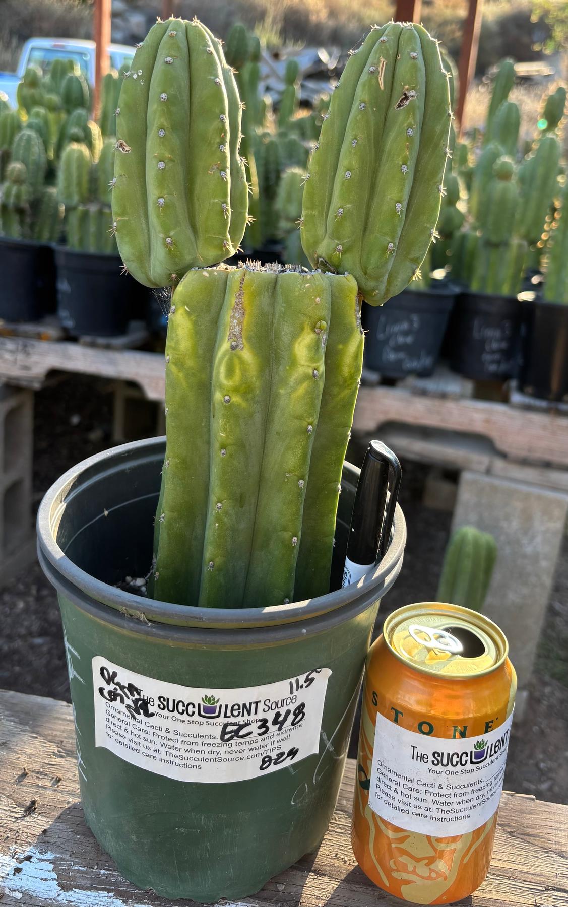 #EC348 EXACT Trichocereus Pachanoi DeCosta Cactus 11.5”-Cactus - Large - Exact-The Succulent Source