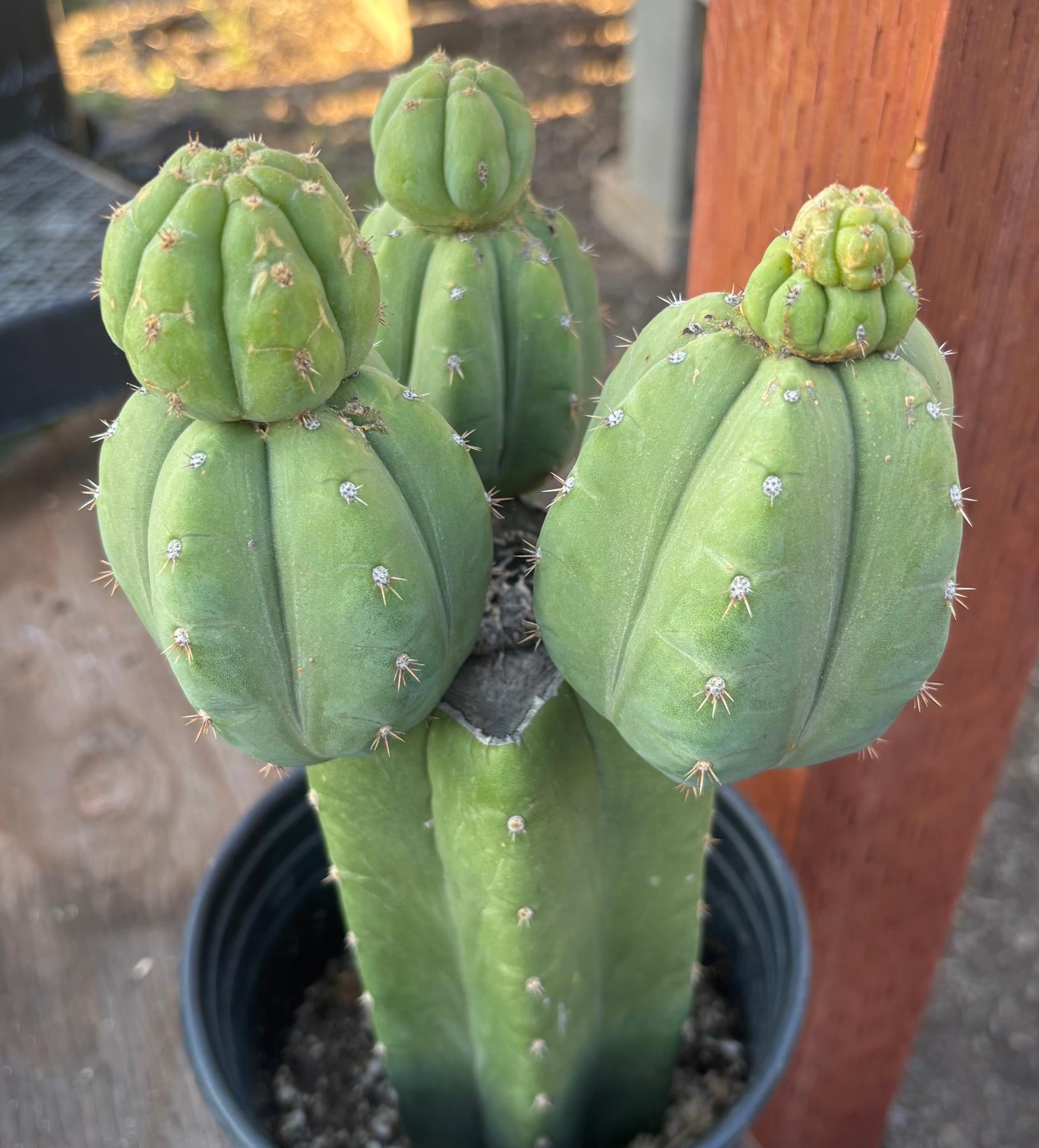 #EC348 EXACT Trichocereus Pachanoi DeCosta Cactus 12”-Cactus - Large - Exact-The Succulent Source