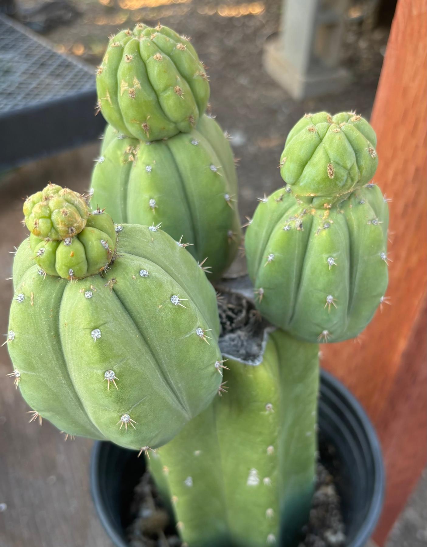 #EC348 EXACT Trichocereus Pachanoi DeCosta Cactus 12”-Cactus - Large - Exact-The Succulent Source