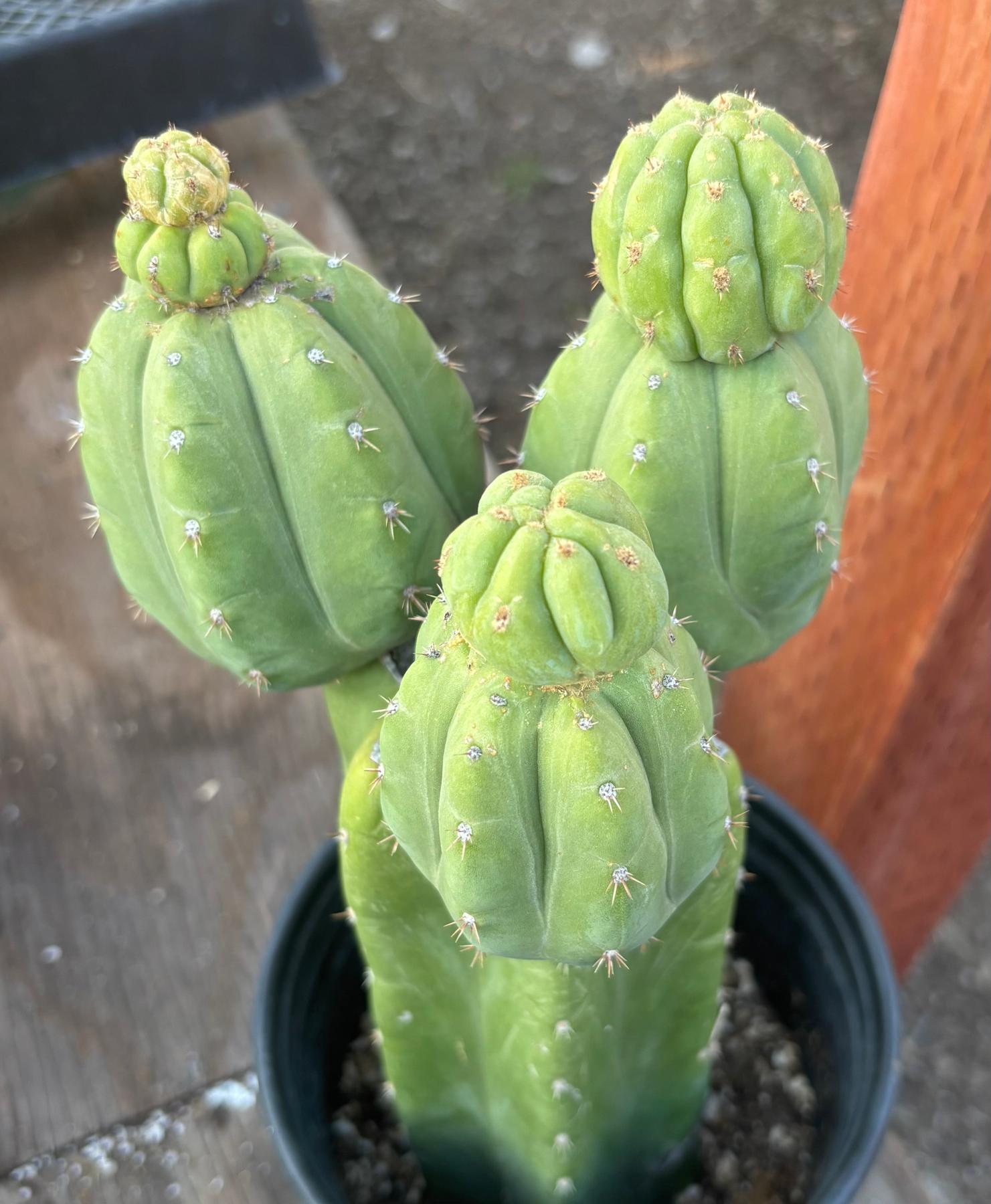 #EC348 EXACT Trichocereus Pachanoi DeCosta Cactus 12”-Cactus - Large - Exact-The Succulent Source