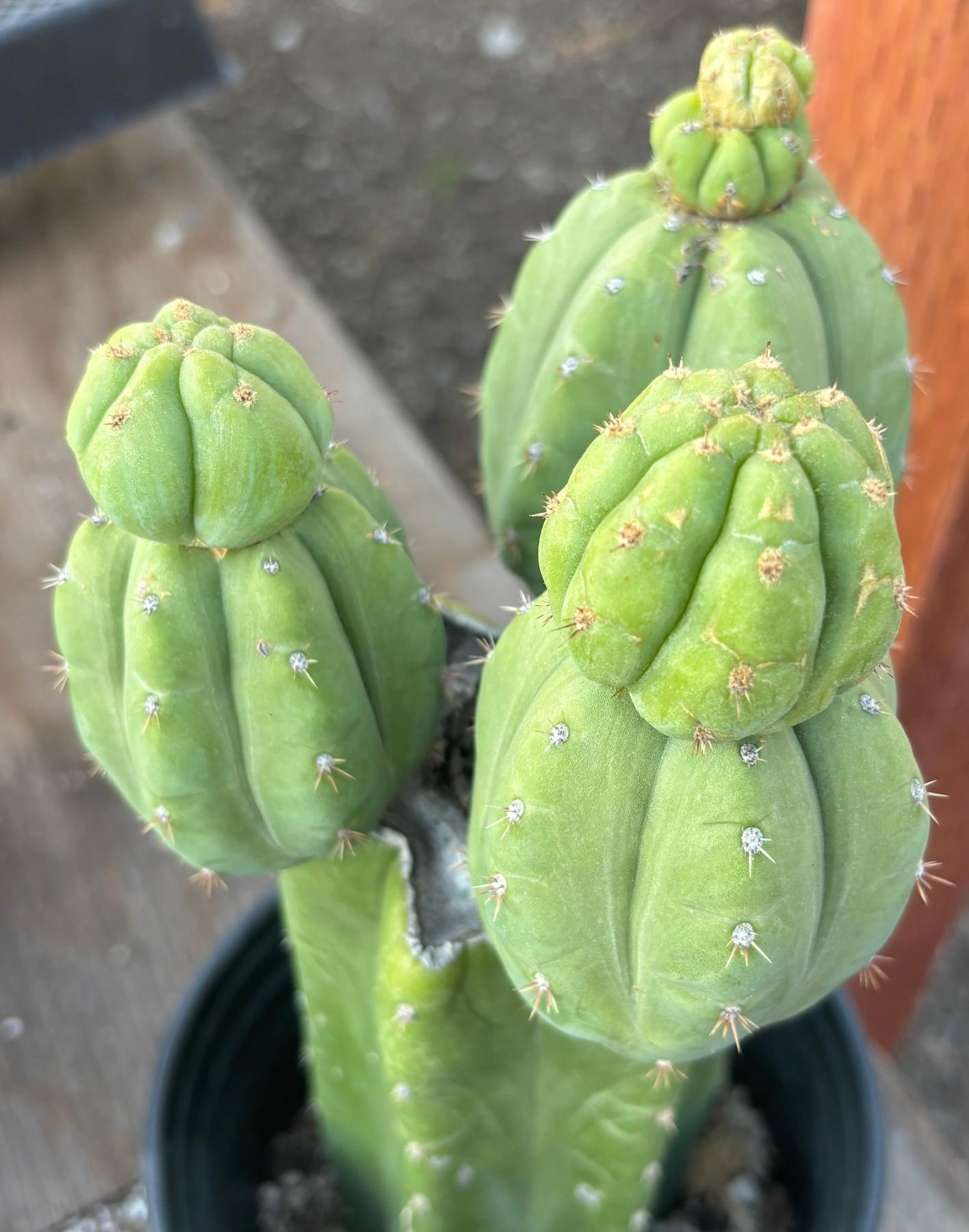 #EC348 EXACT Trichocereus Pachanoi DeCosta Cactus 12”-Cactus - Large - Exact-The Succulent Source
